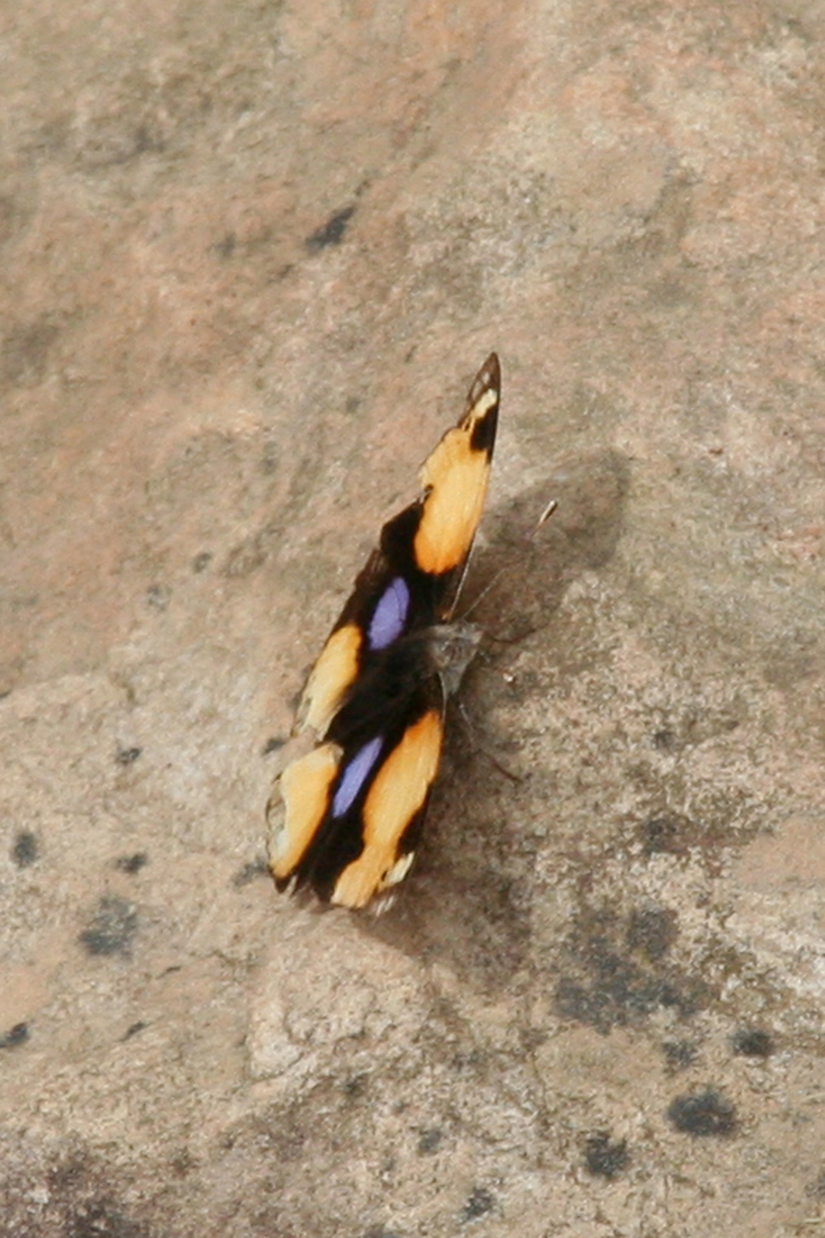 Junonia hierta