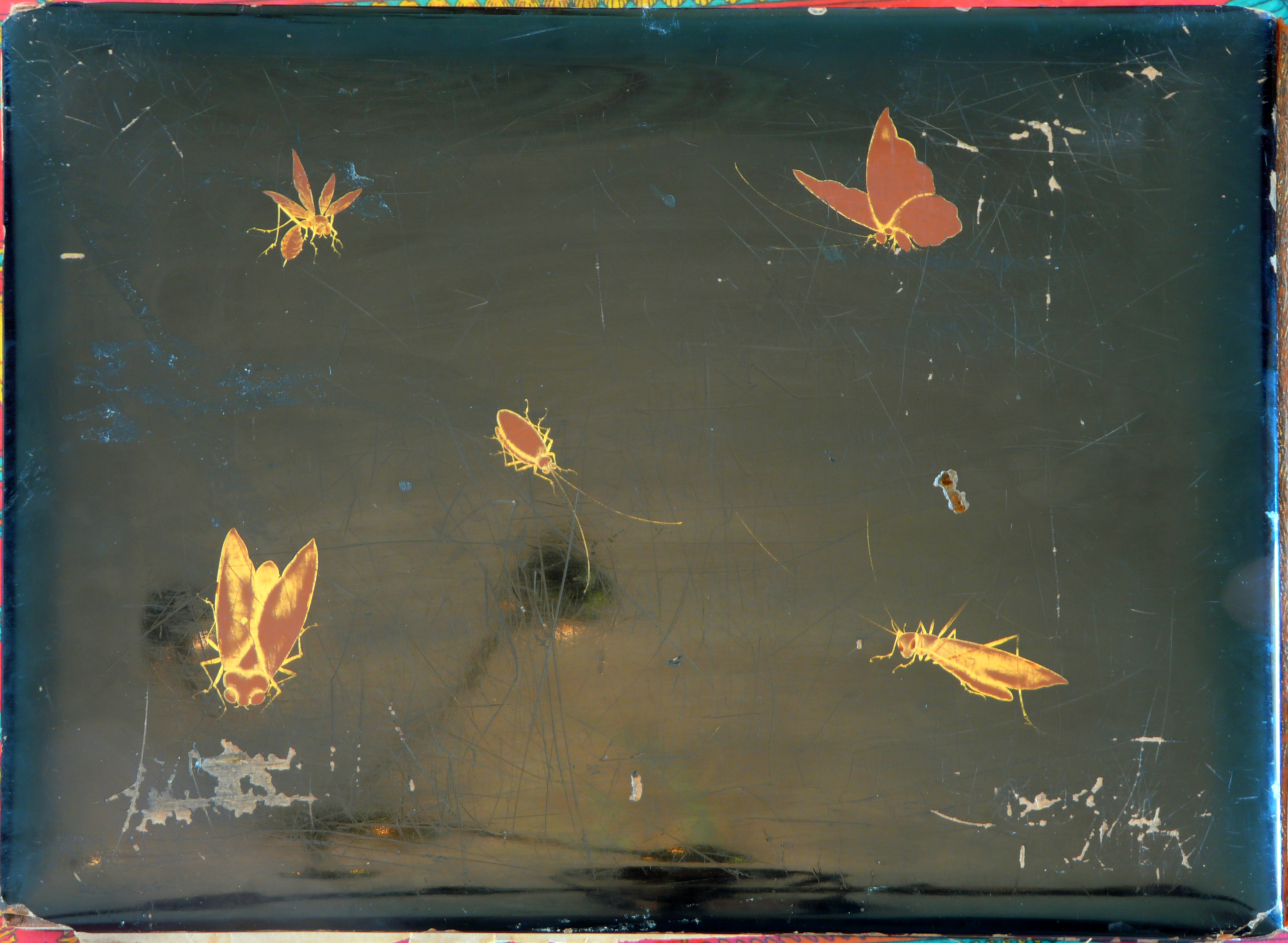 Unknown Butterfly/Moth (Artistic Representation)