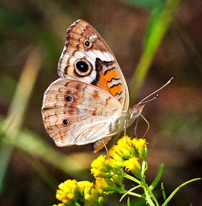 Junonia coenia
