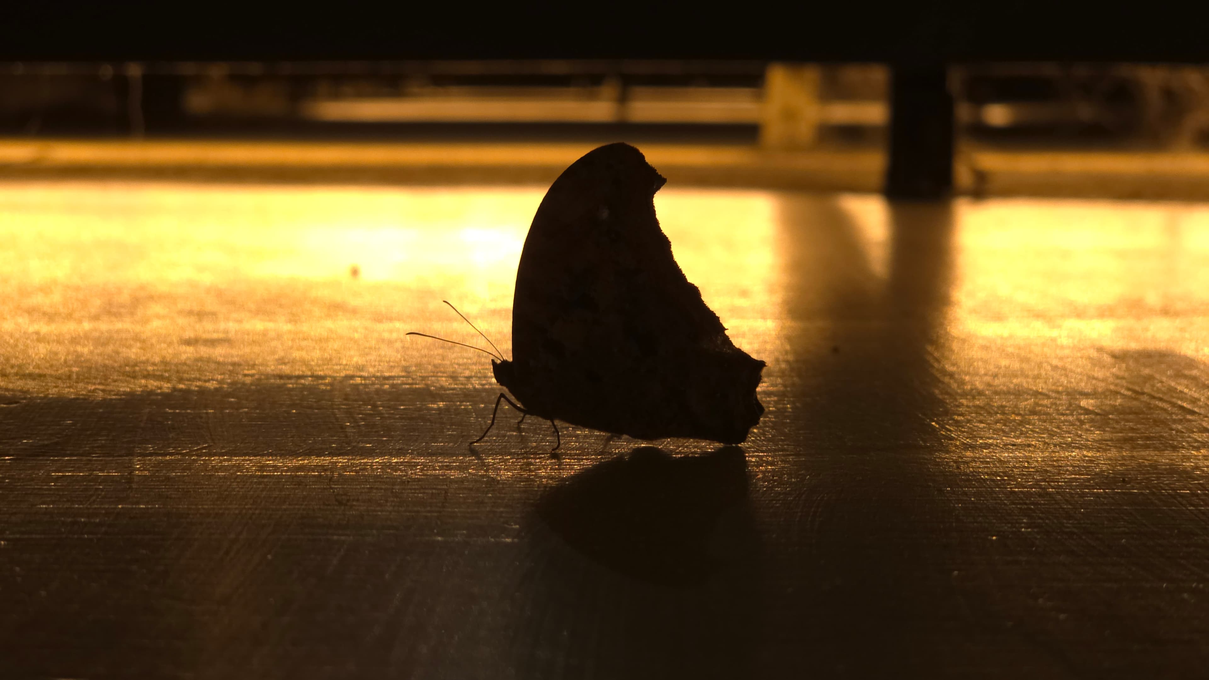 Unknown butterfly species