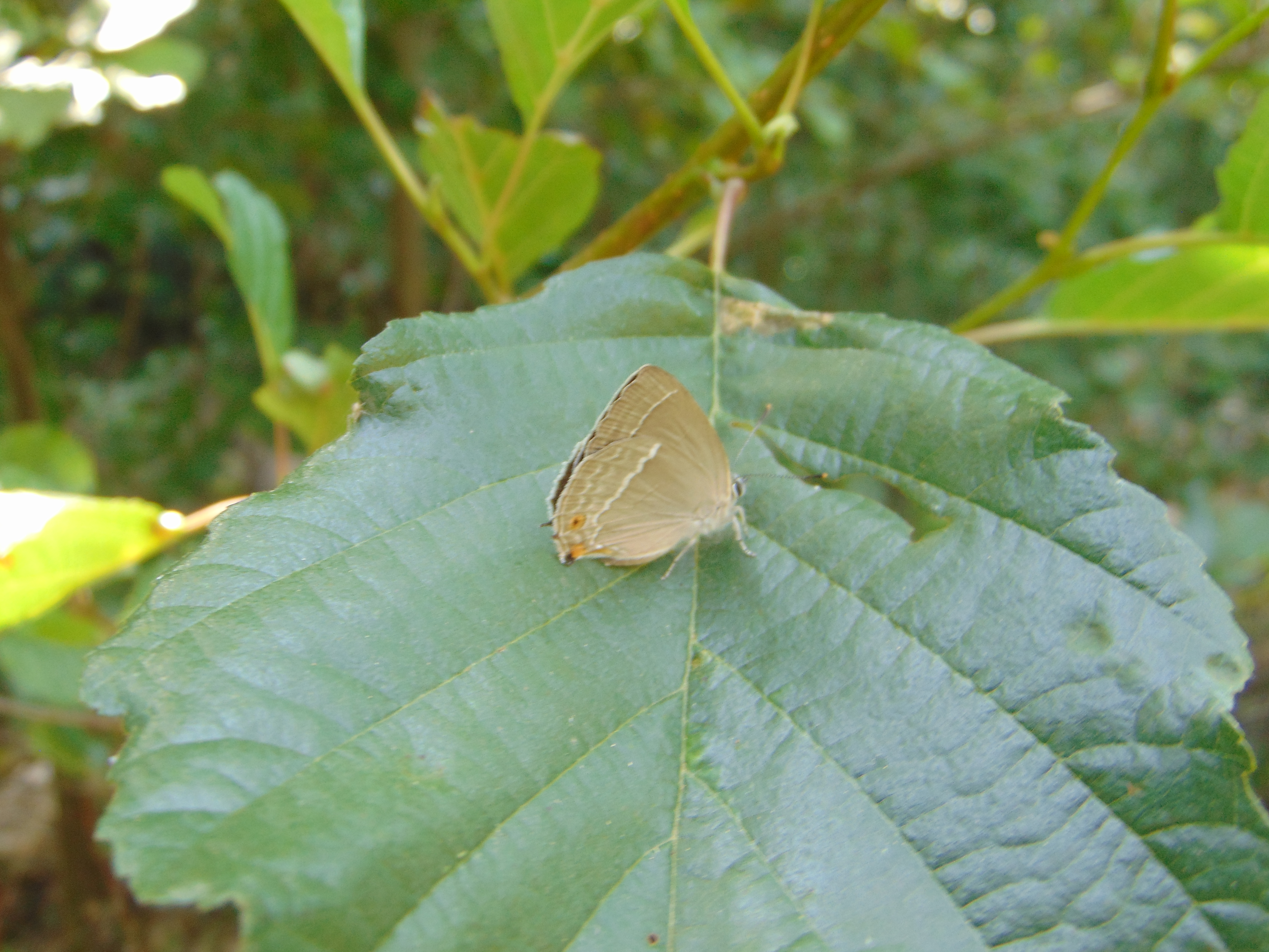 Purple Hairstreak