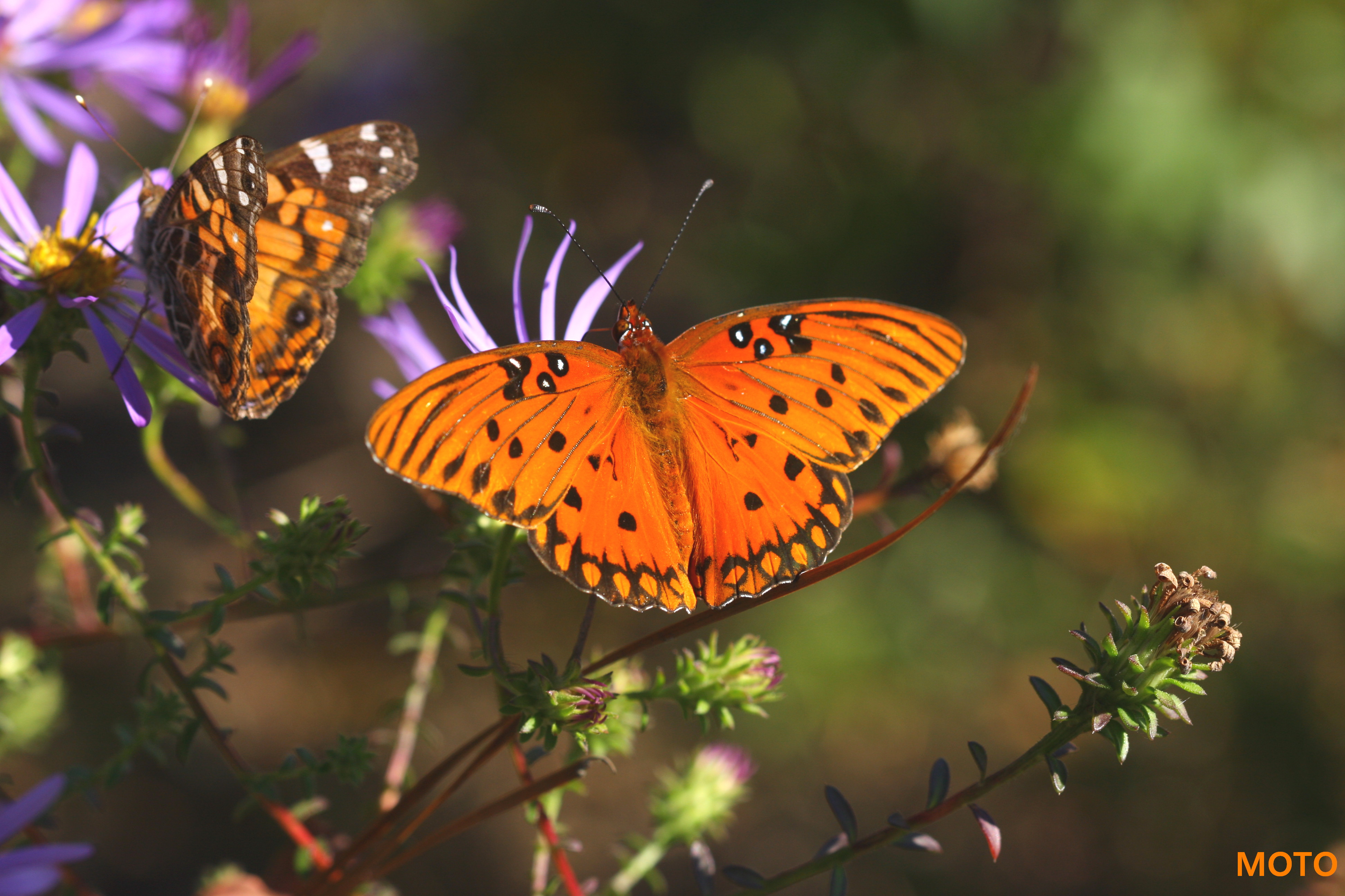 Gulf Fritillary