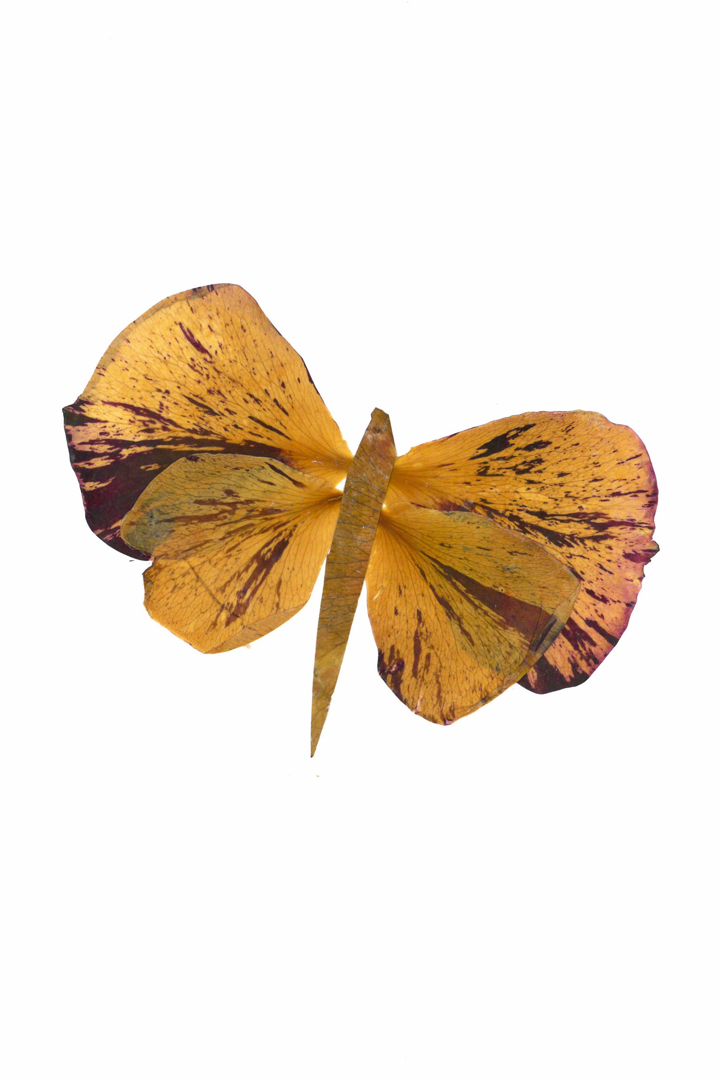 Petalography Butterfly Art