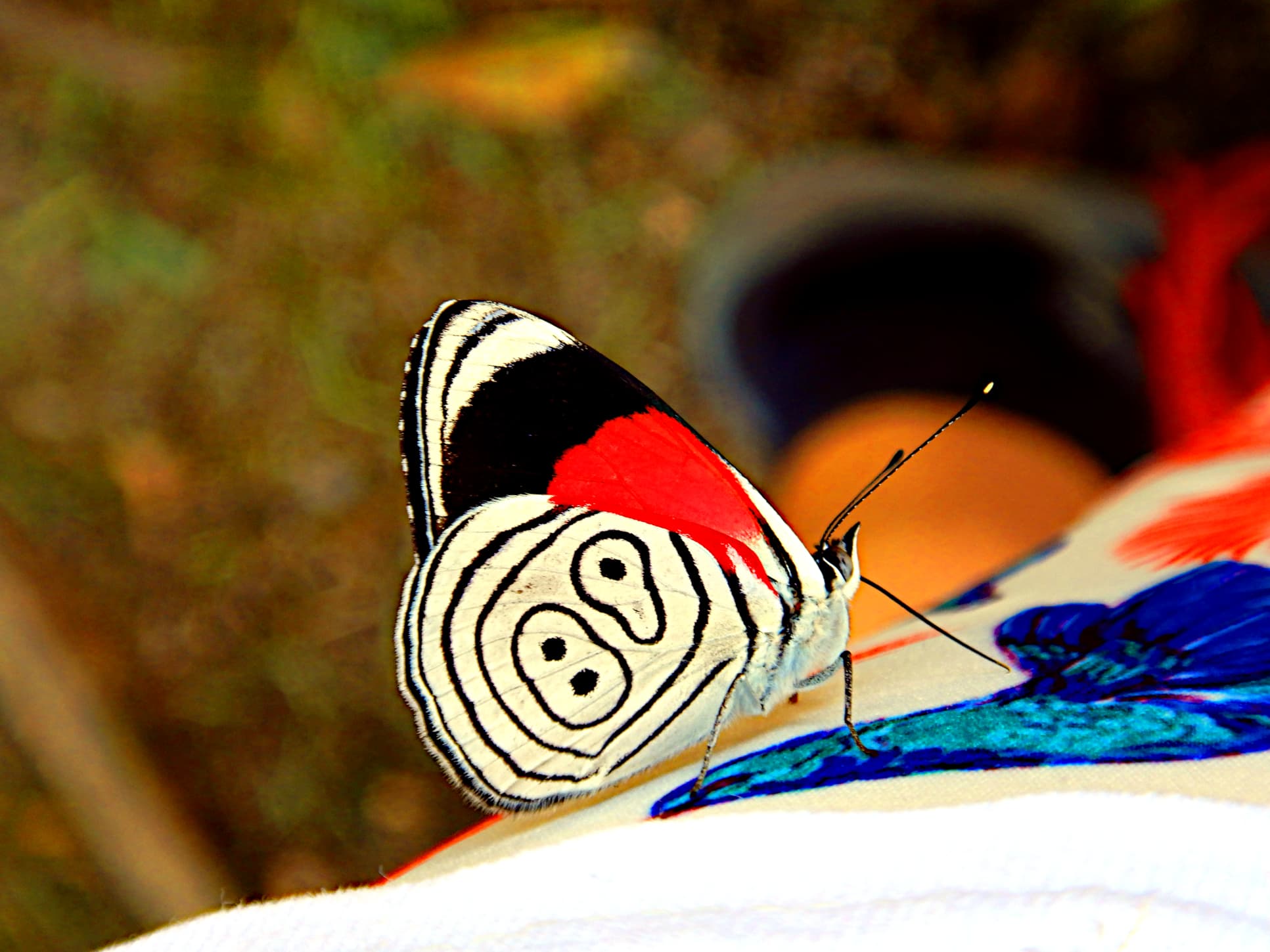 Diaethria clymena