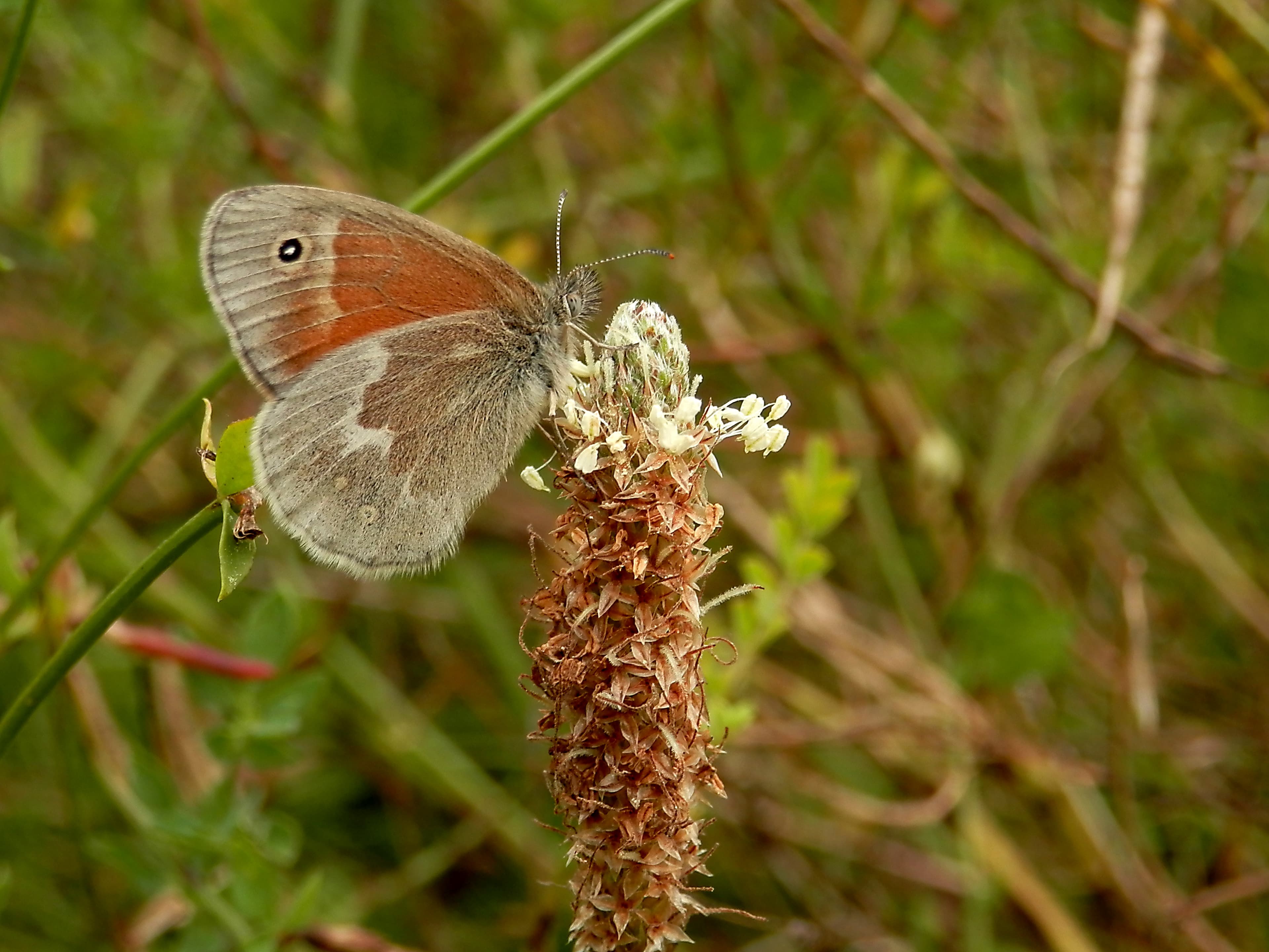 Coenonympha tullia
