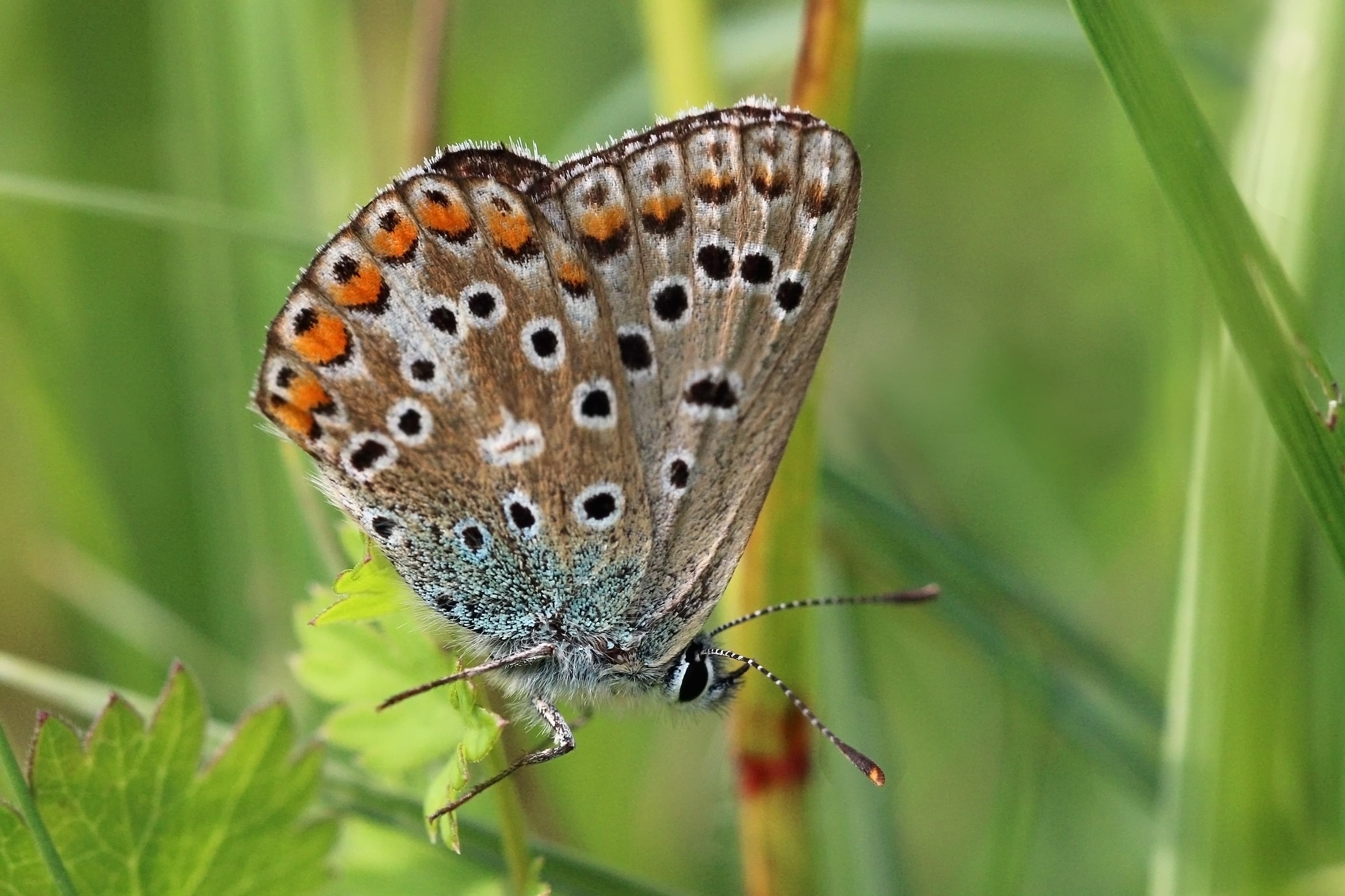Lysandra bellargus