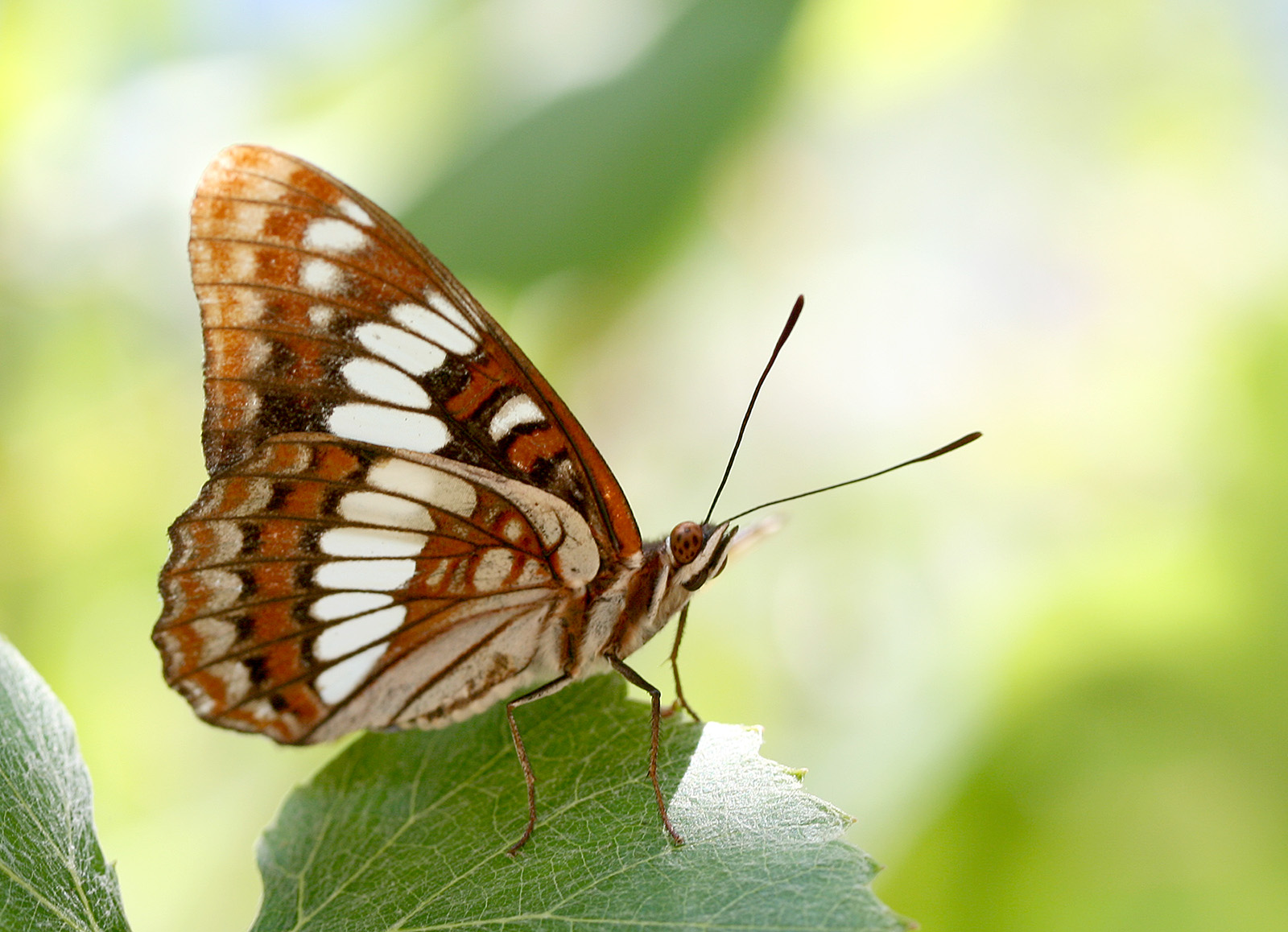 Limenitis lorquini