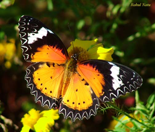 Leopard Lacewing