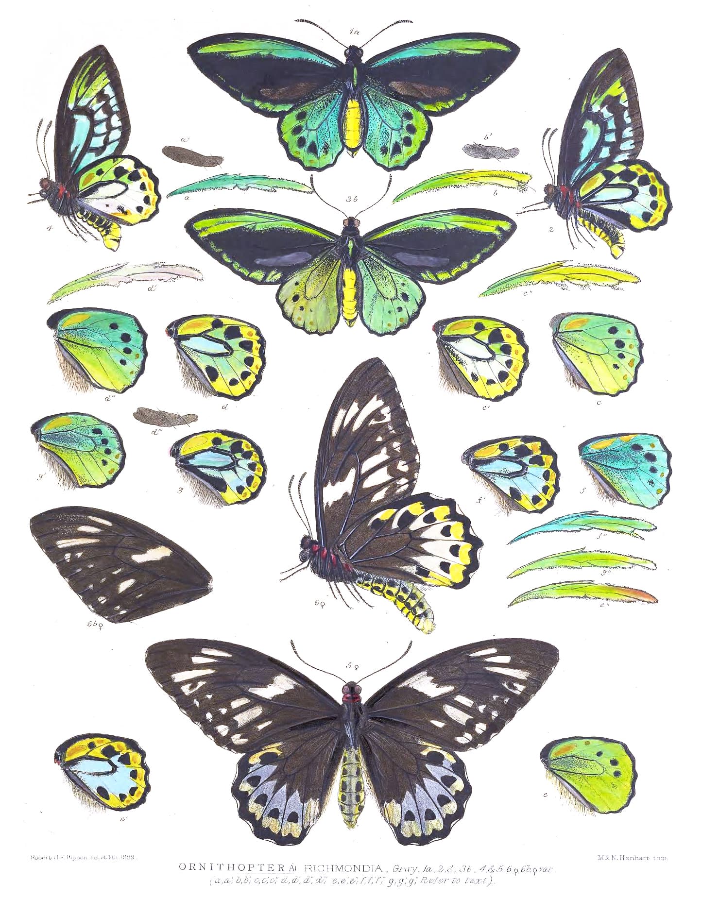 Ornithoptera richmondia