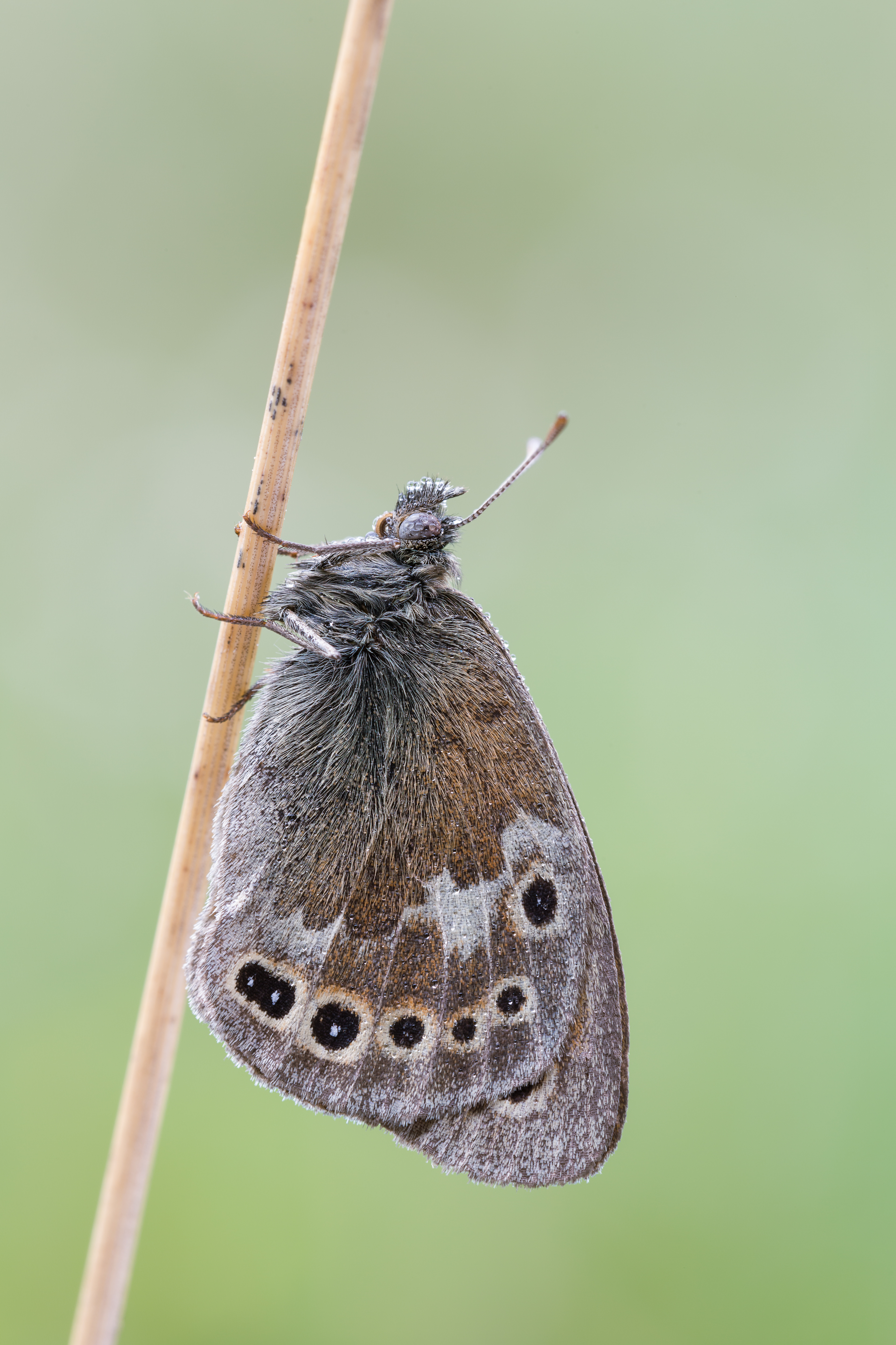 Coenonympha tullia