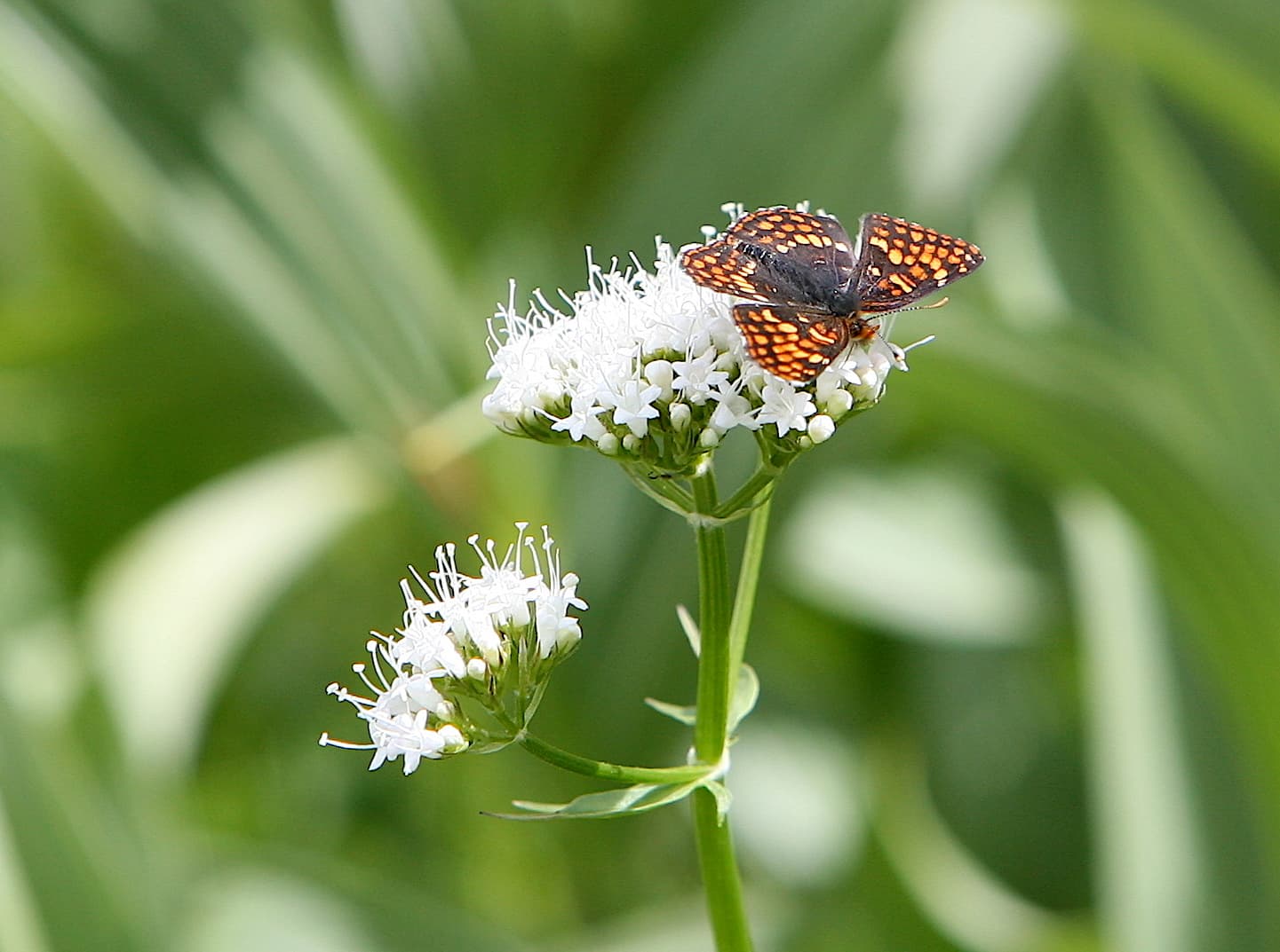Euphydryas editha