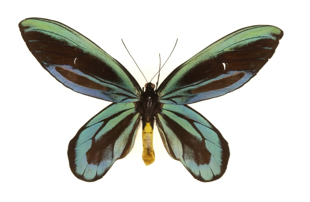 Ornithoptera alexandrae