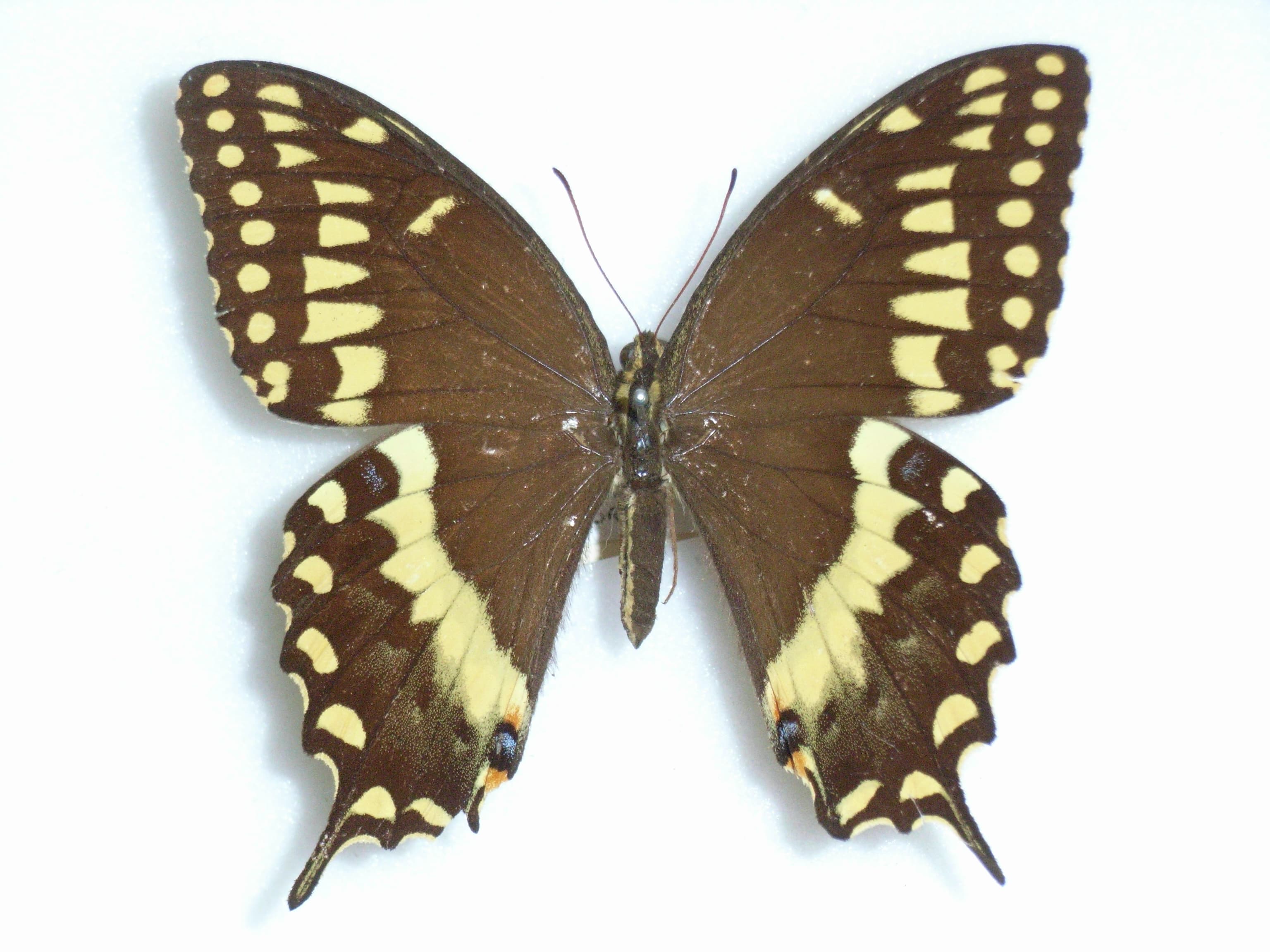 Papilio palamedes