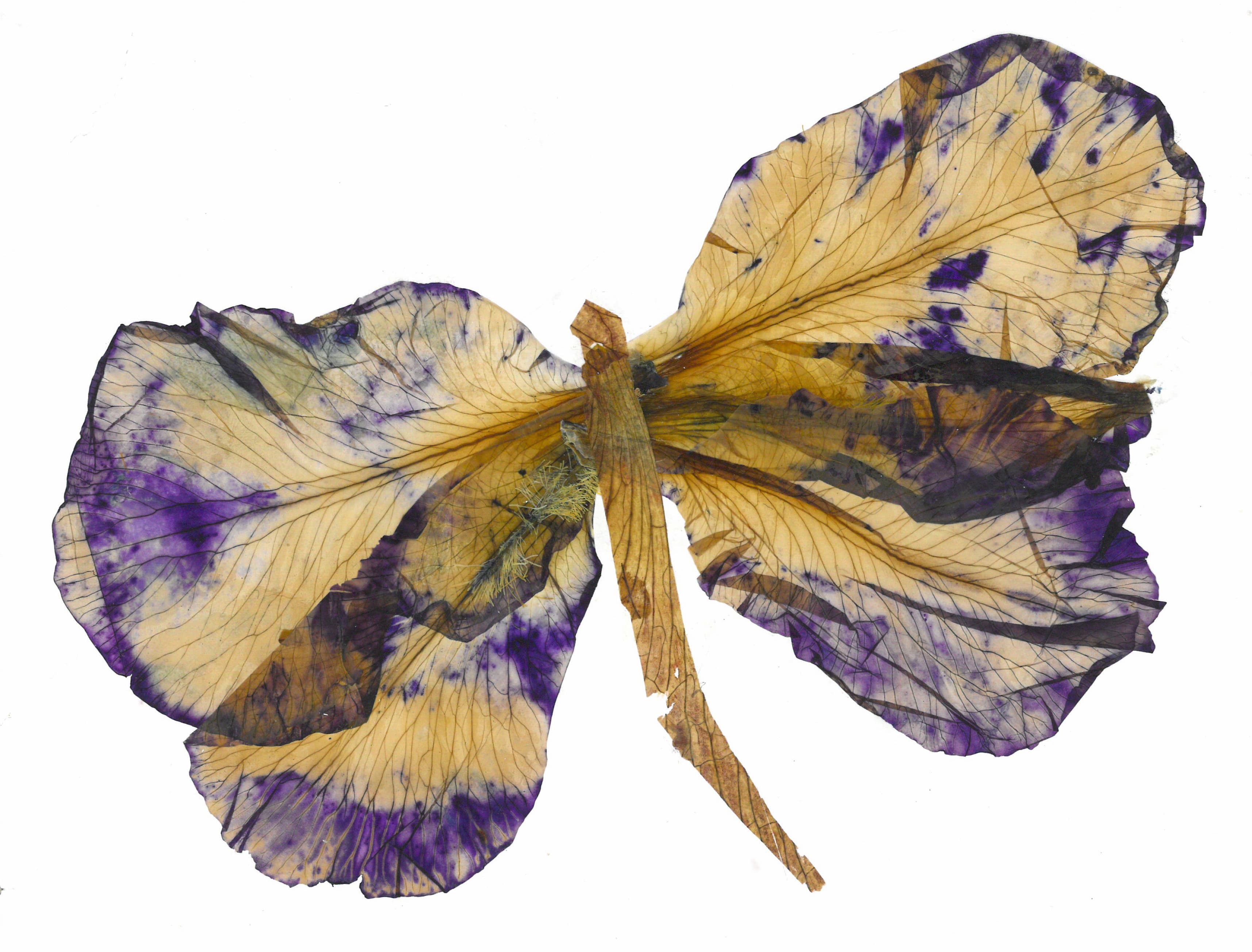 Artistic Butterfly Petalography