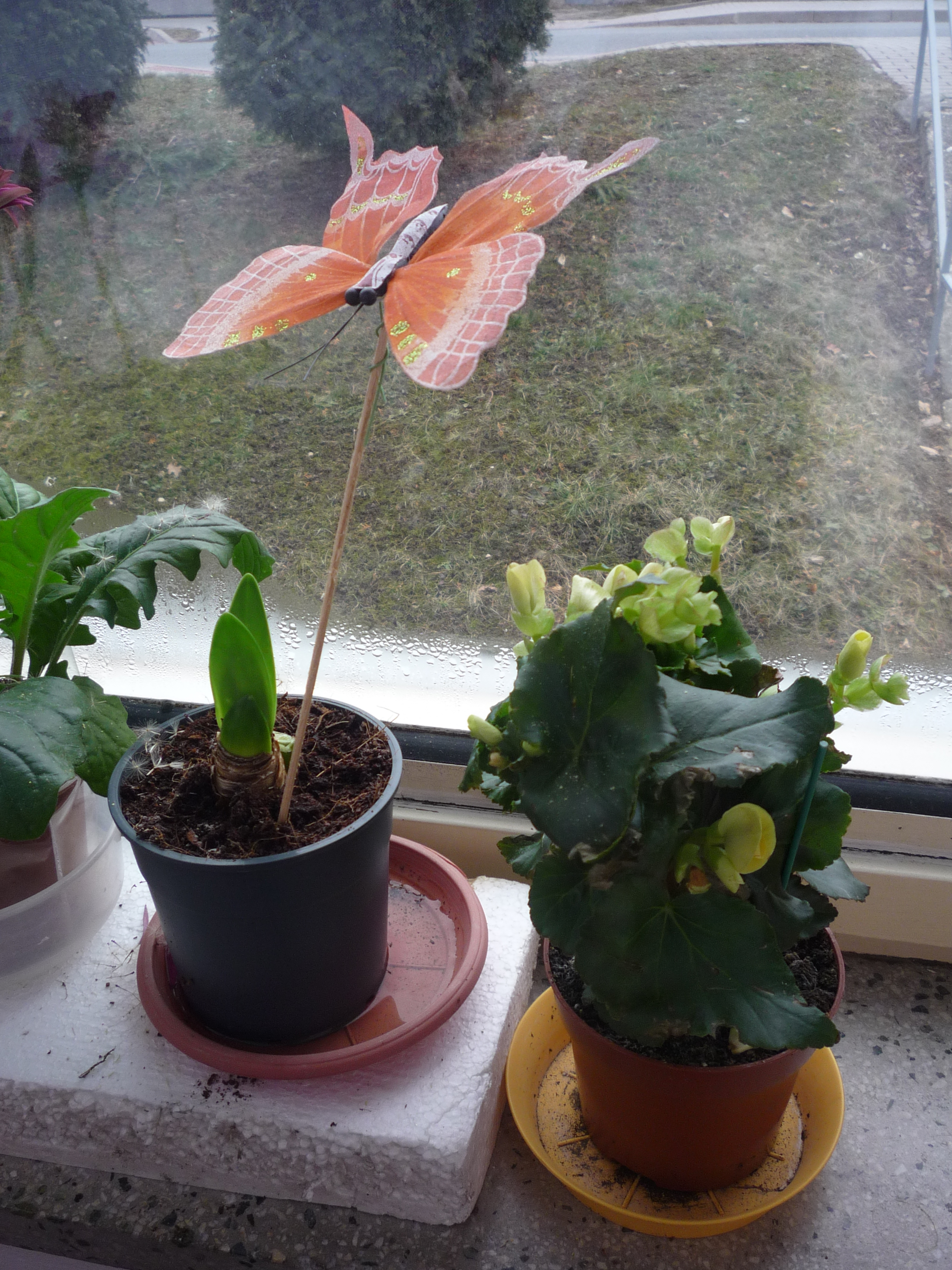 Decorative Butterfly