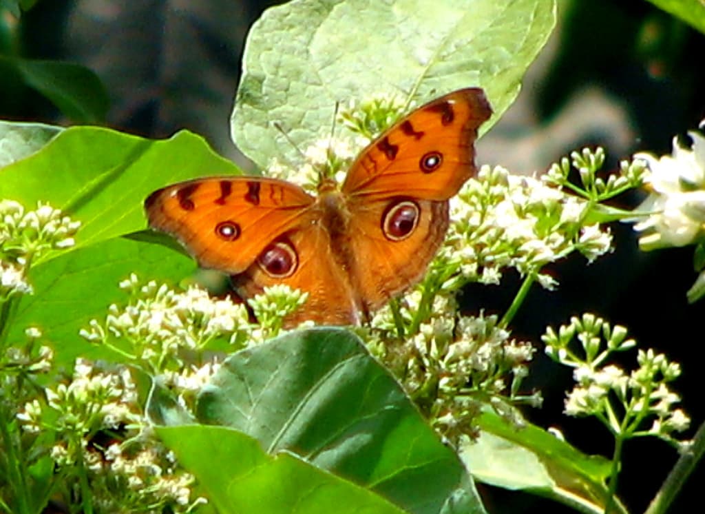Junonia almana