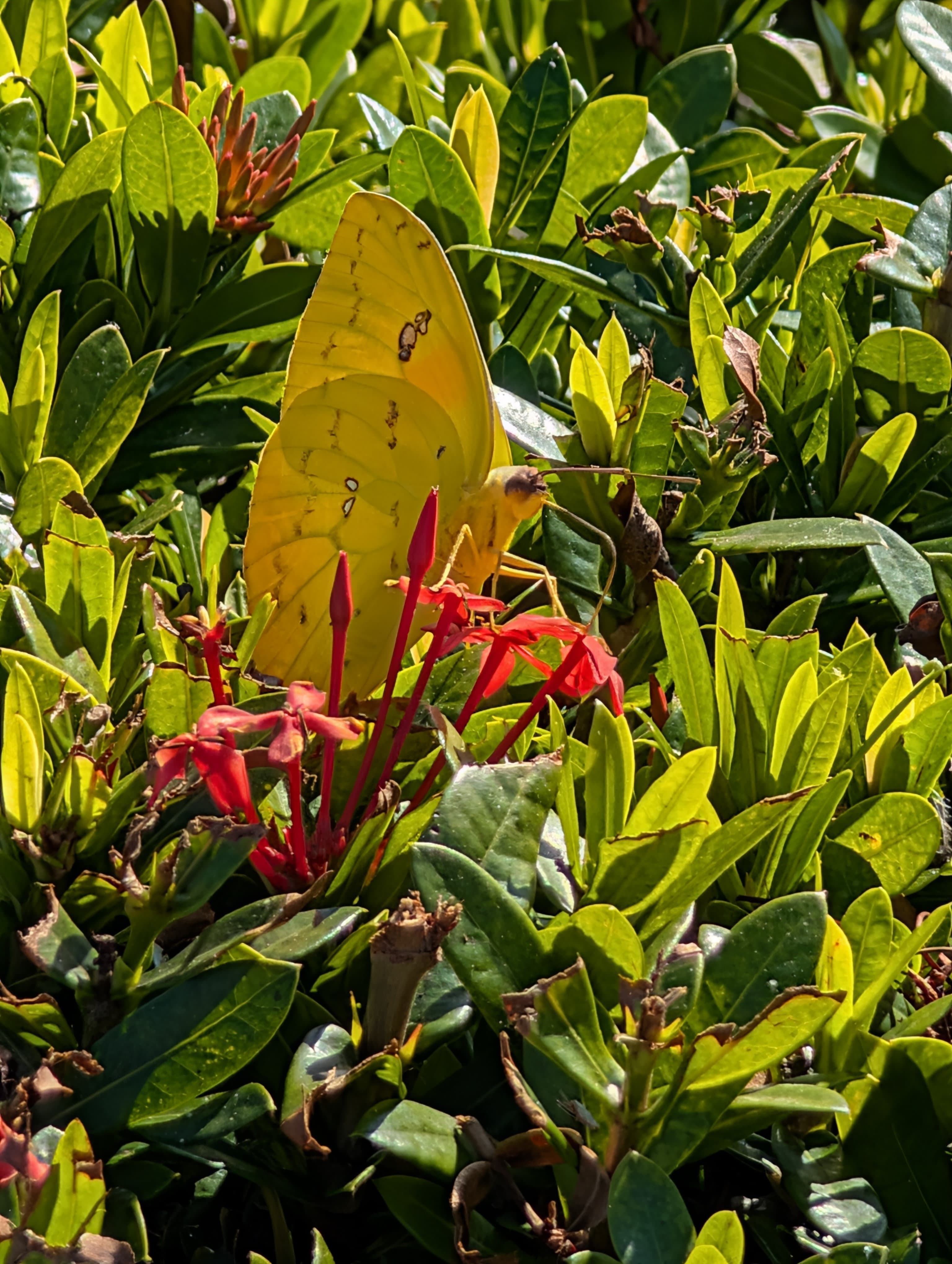 Orange-barred Sulphur
