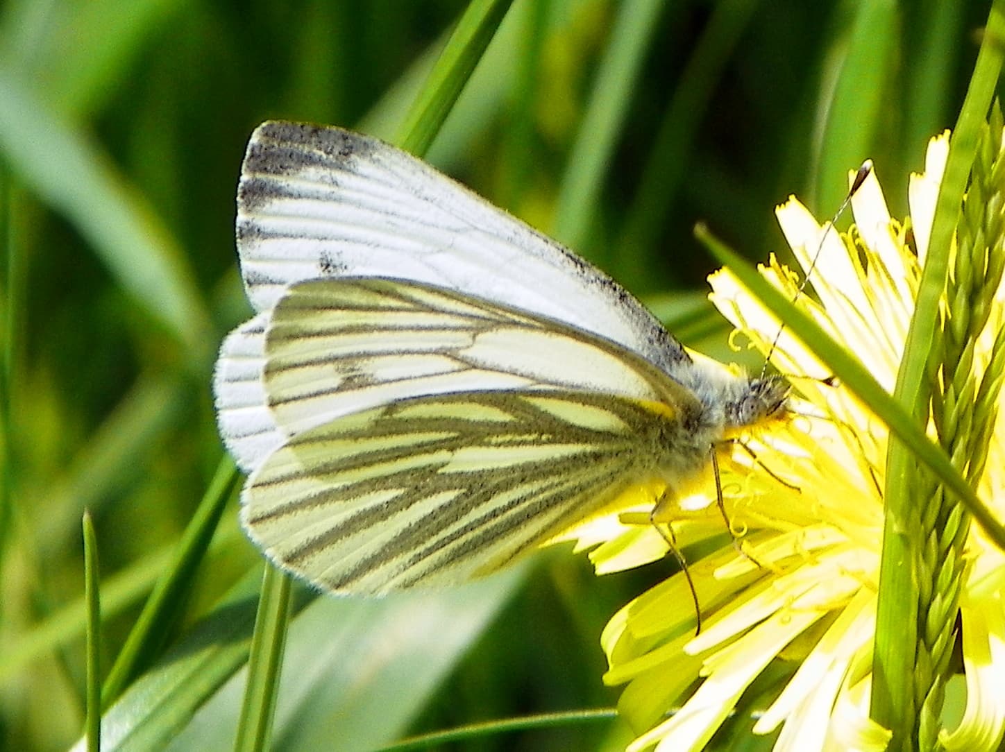 Pieris napi