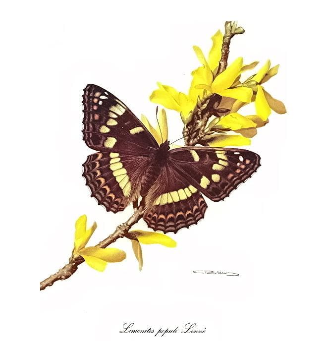 Limenitis populi