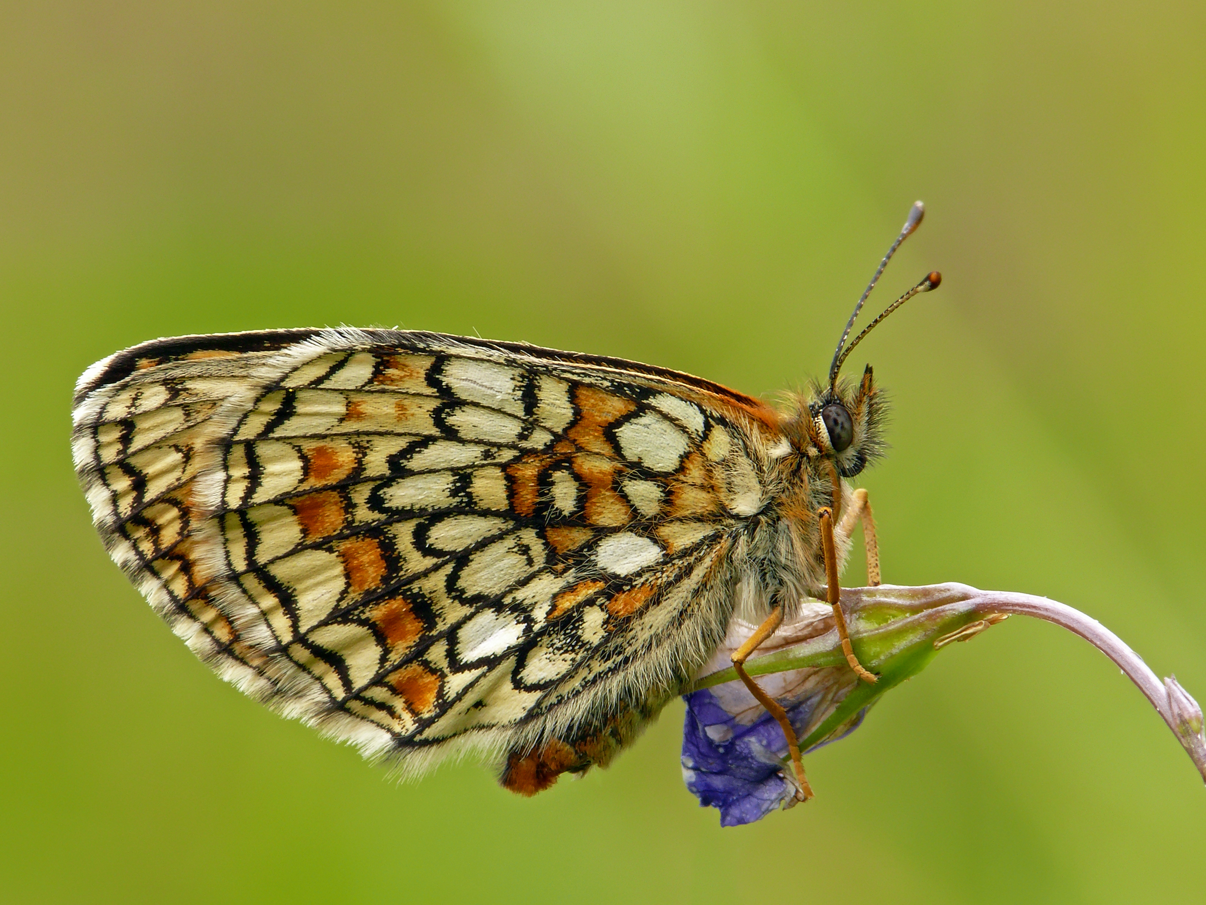 Melitaea athalia
