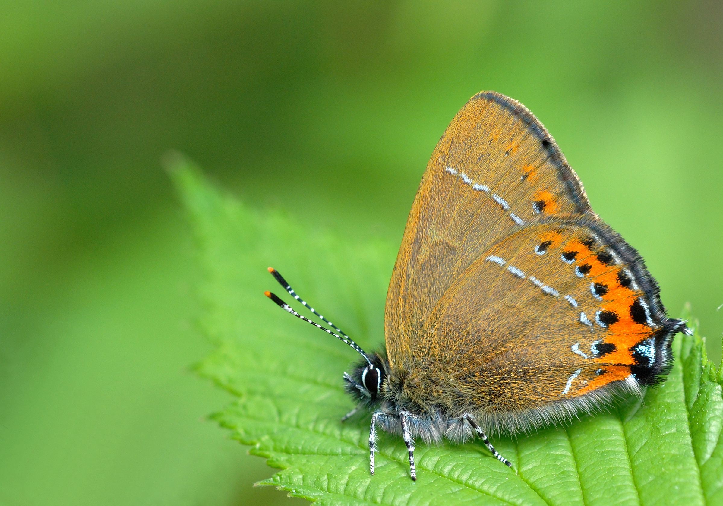 Black Hairstreak