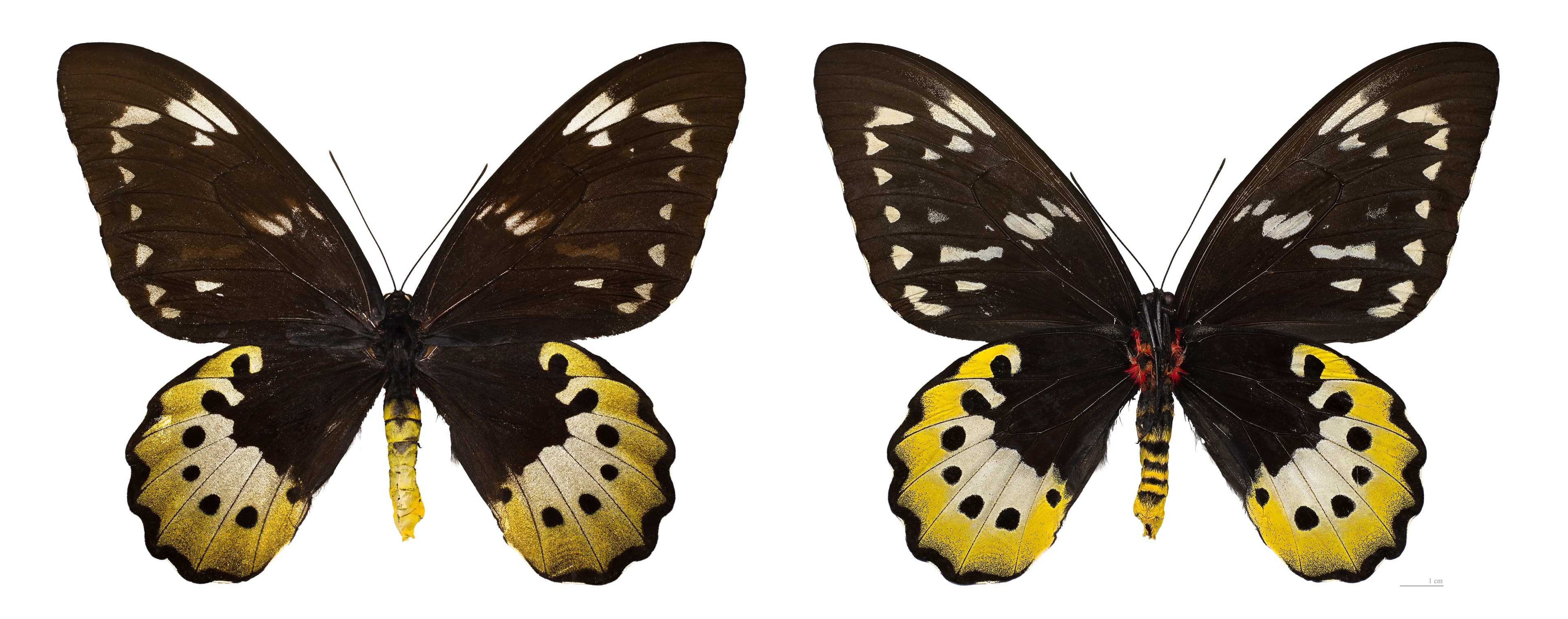 Ornithoptera goliath samson