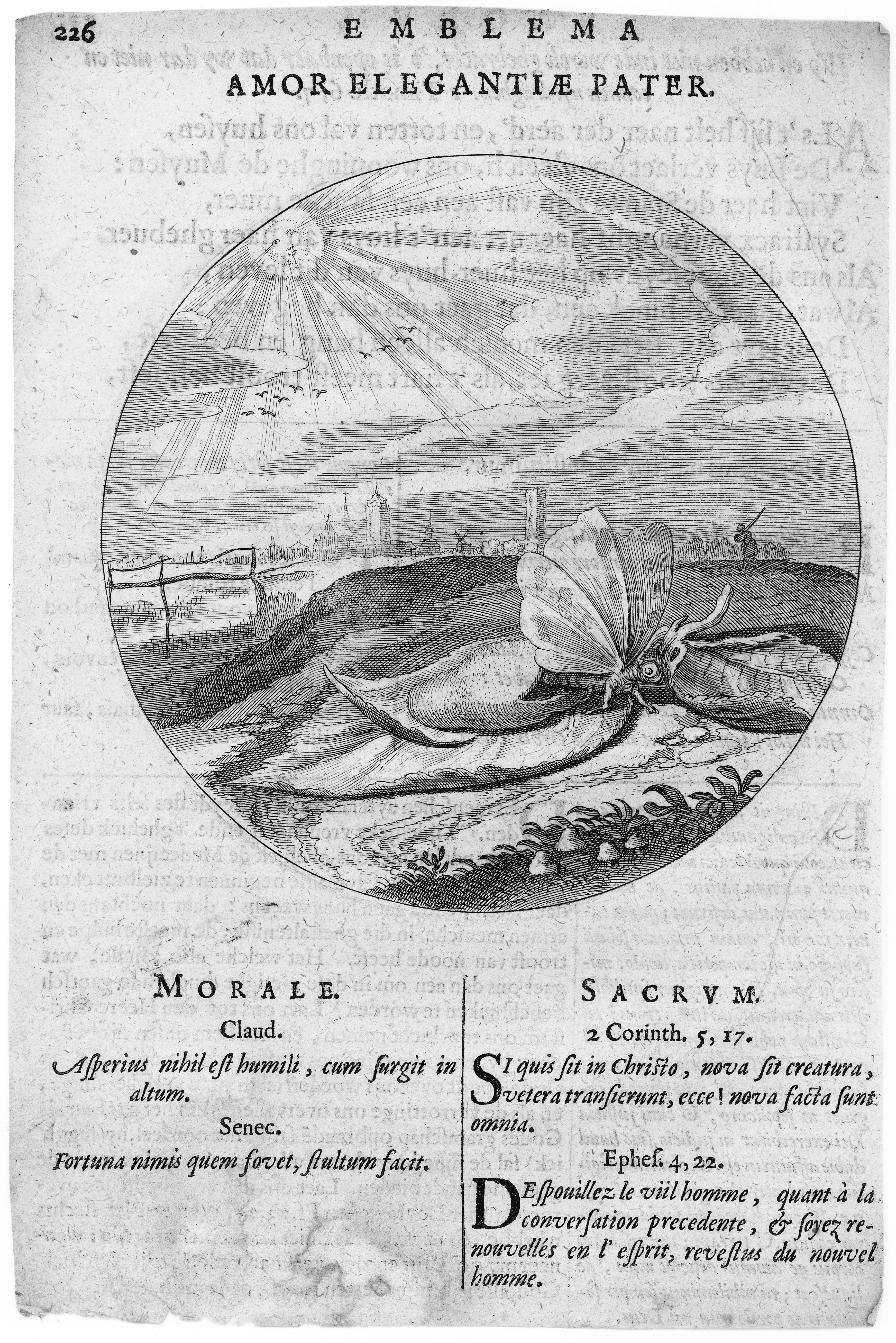 Moth (unidentified species)