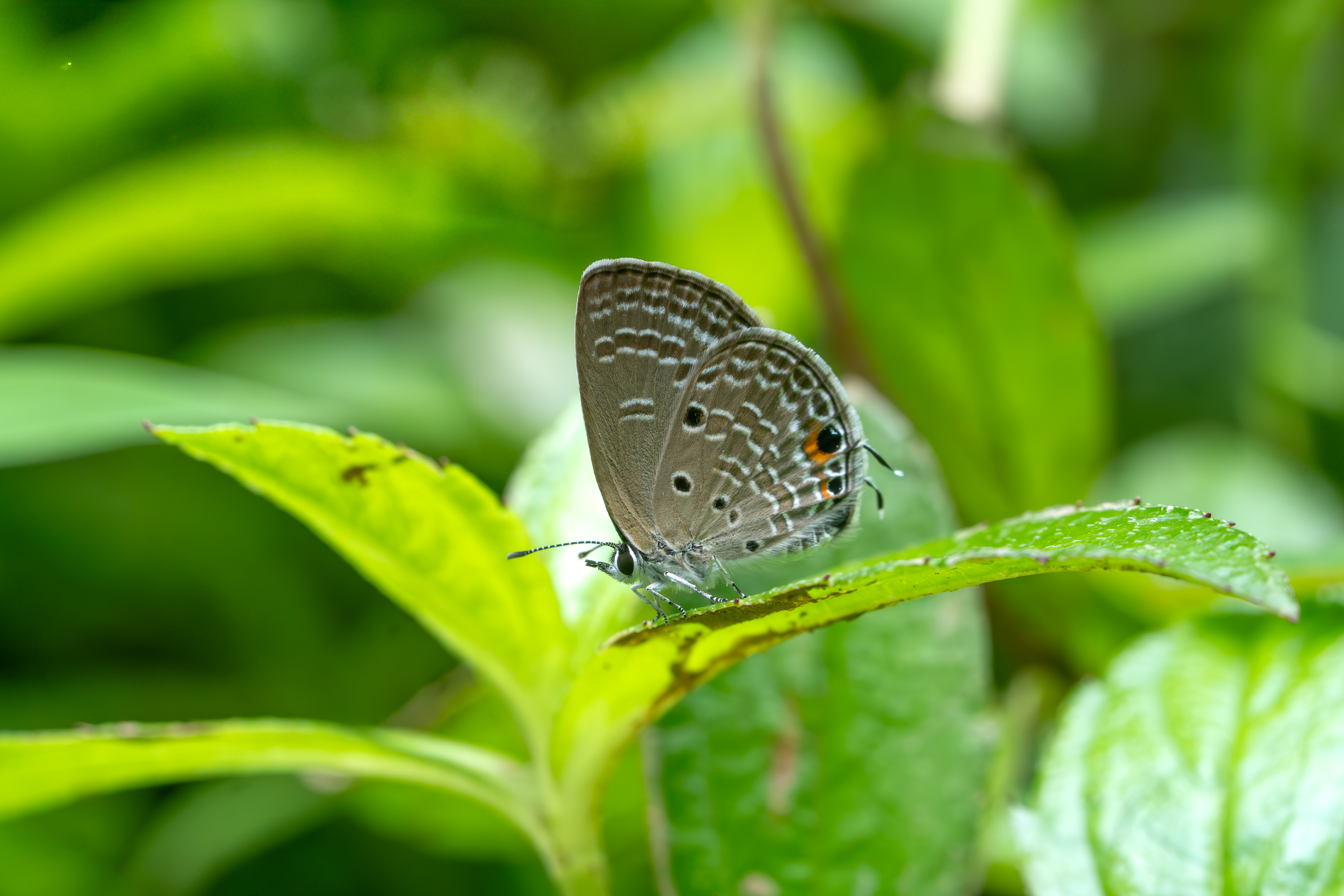 Common Cerulean
