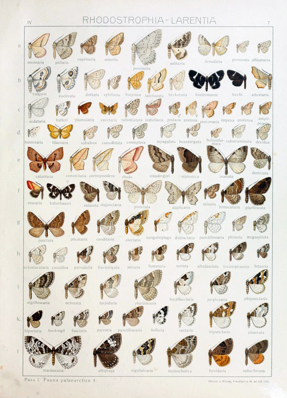 Common Marbled Carpet