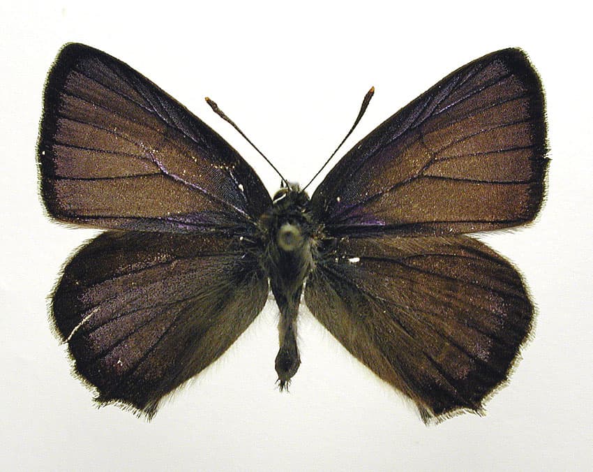Favonius quercus