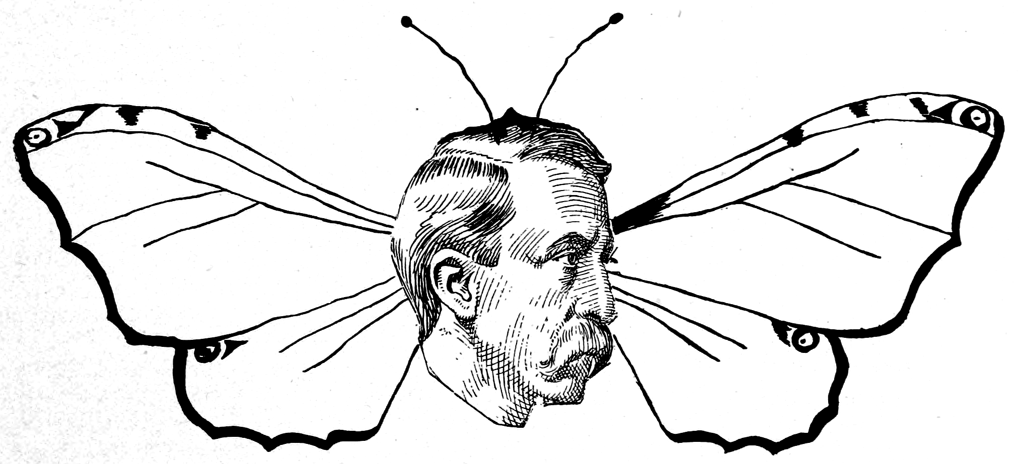 Fictional Cartoon Moth