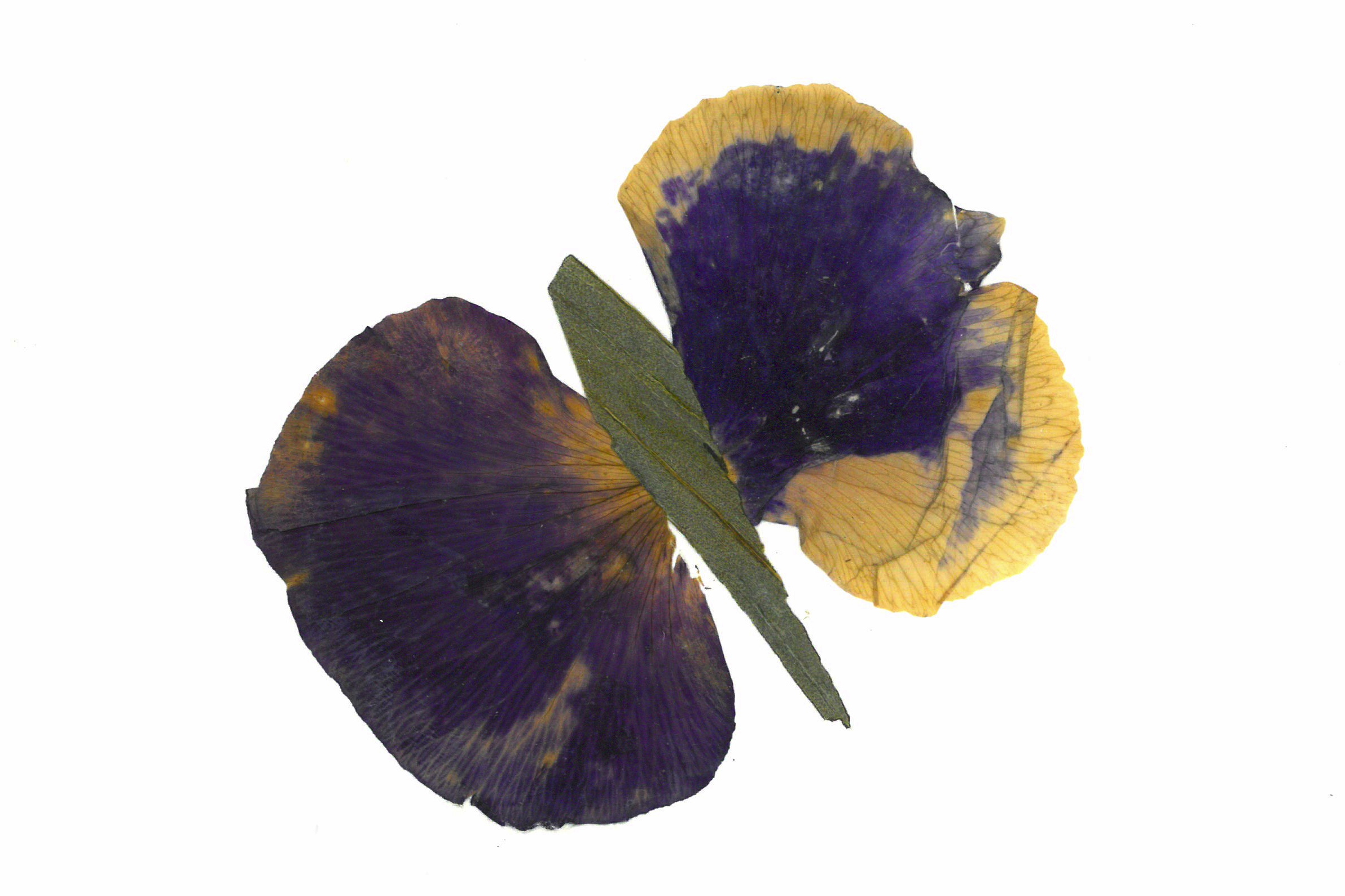 N/A (Artistic Representation)