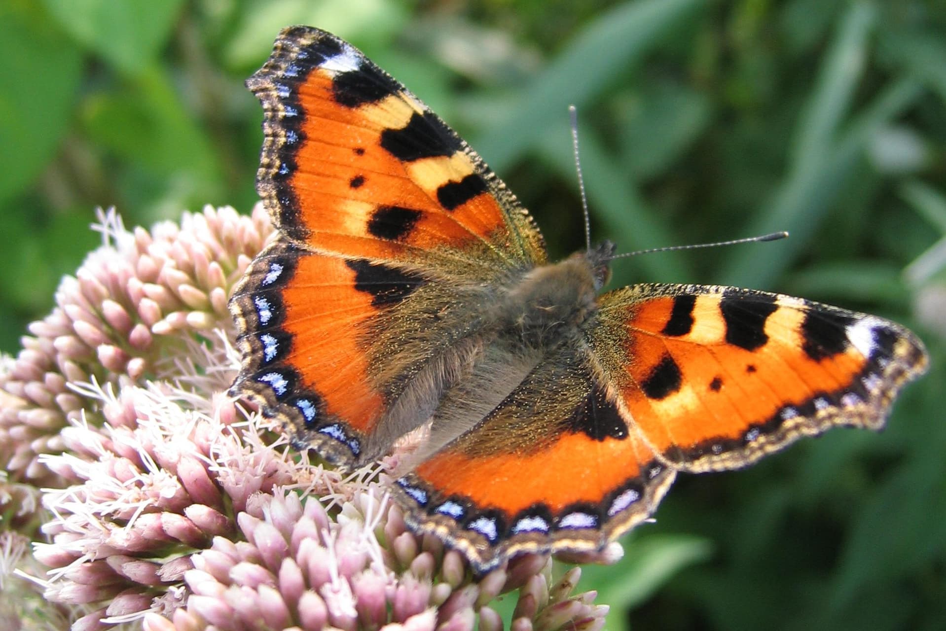 Aglais urticae