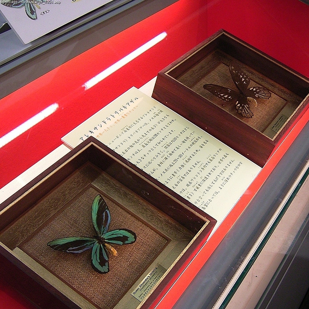 Ornithoptera alexandrae