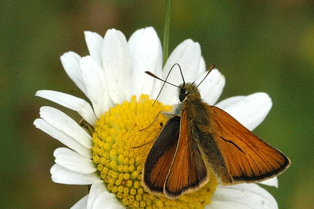 Thymelicus sylvestris