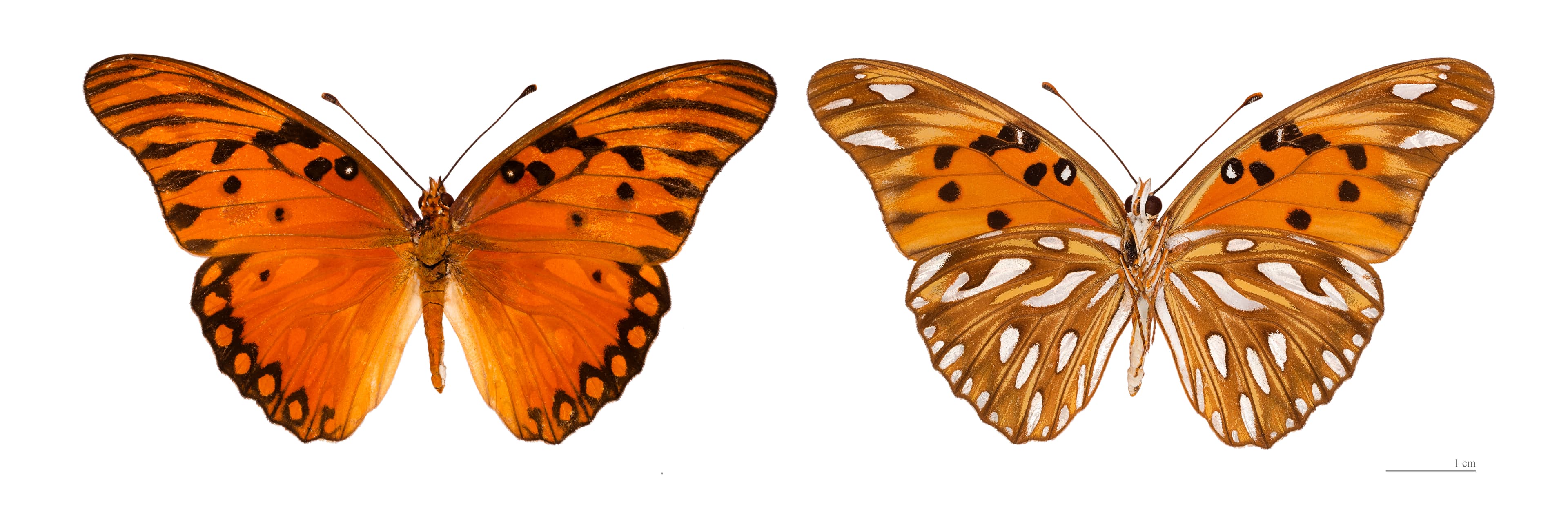 Agraulis vanillae vanillae