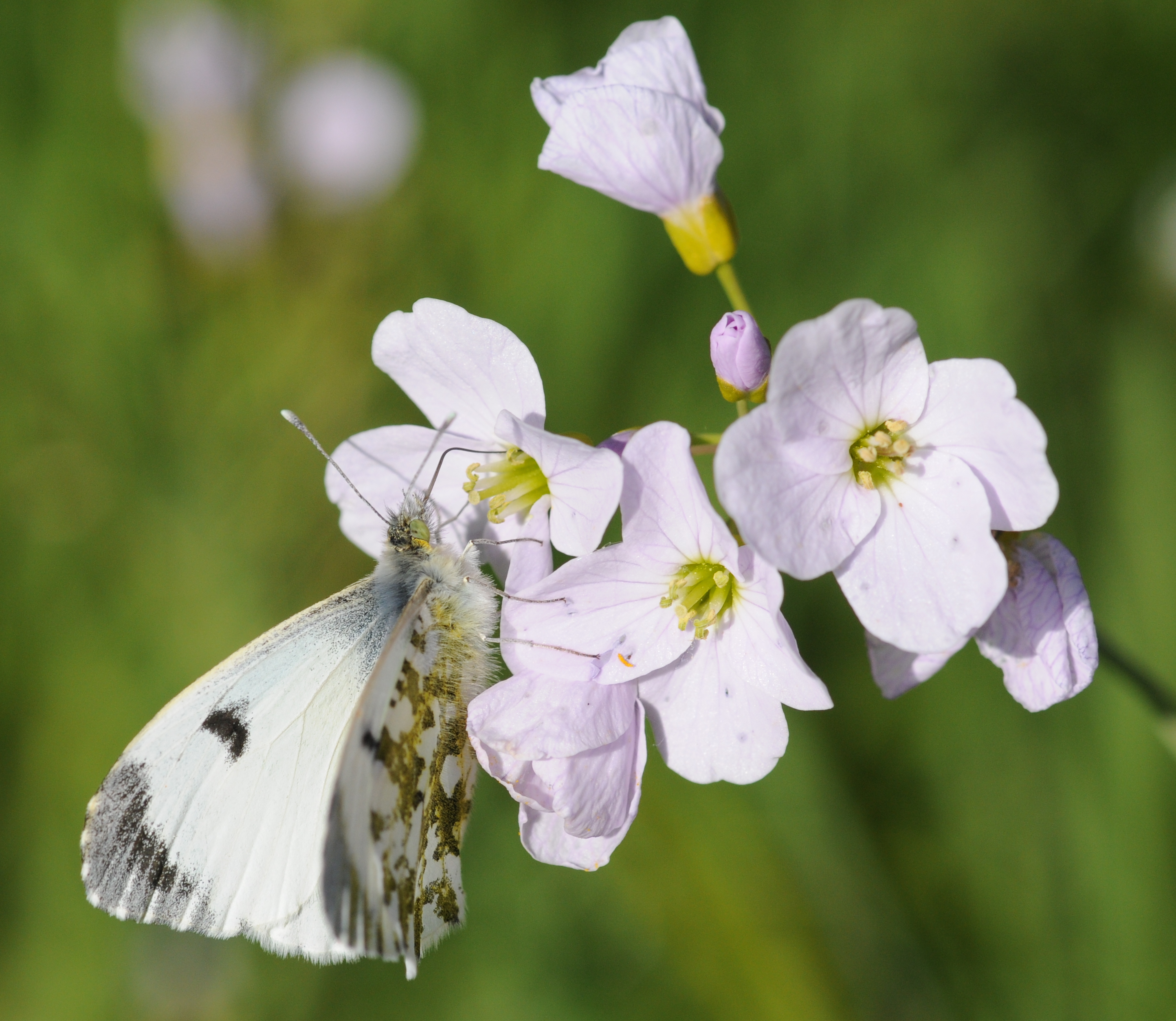 Anthocharis cardamines