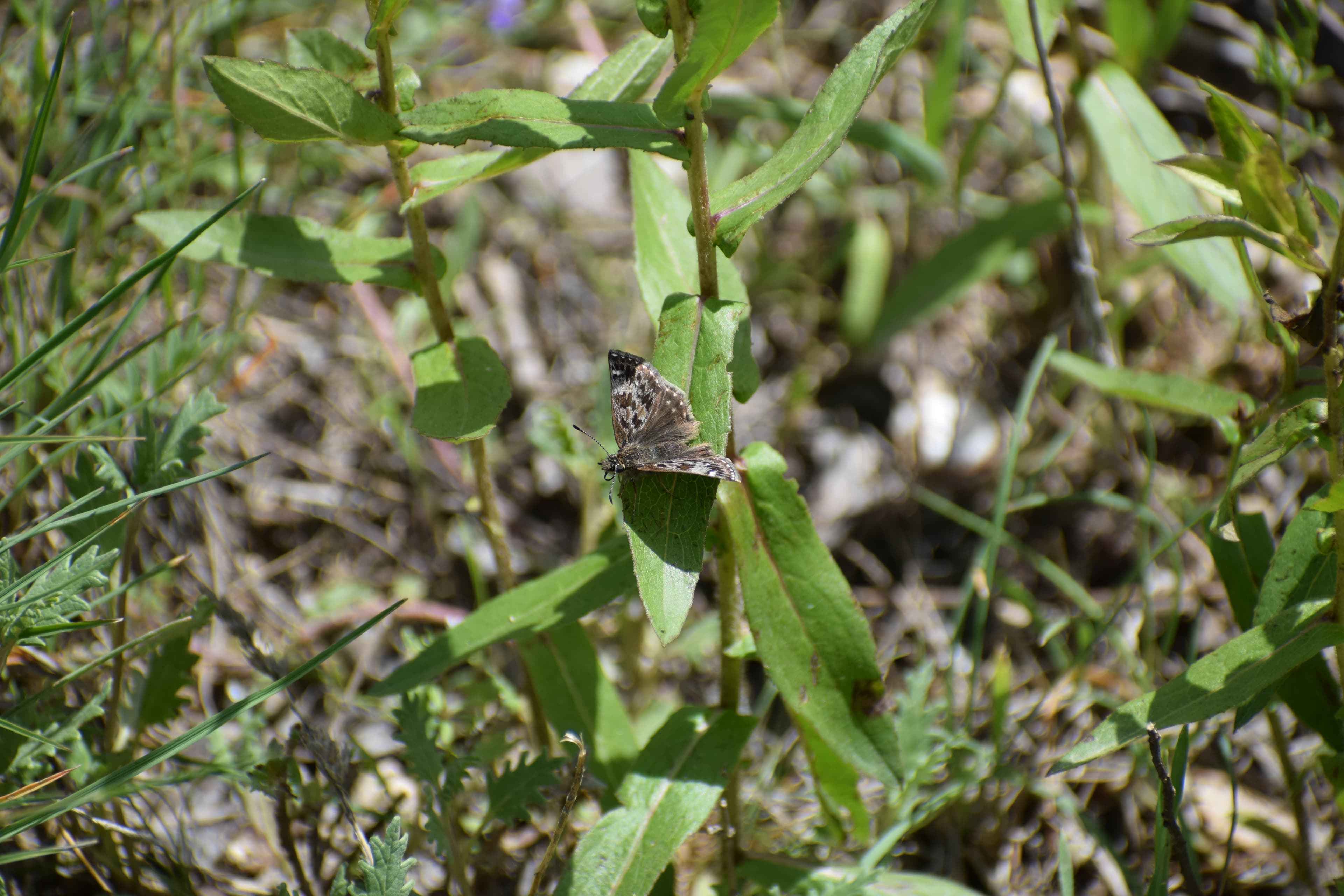 Horace's Duskywing