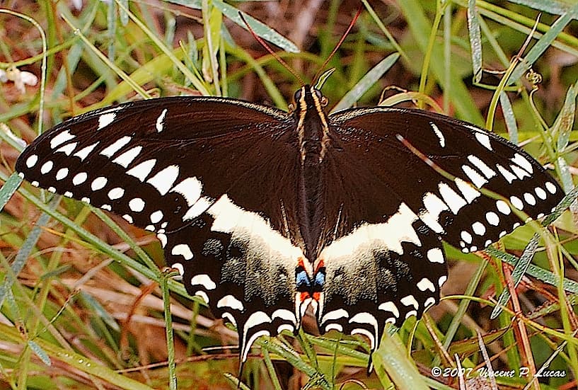 Papilio palamedes