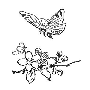 Unknown butterfly species