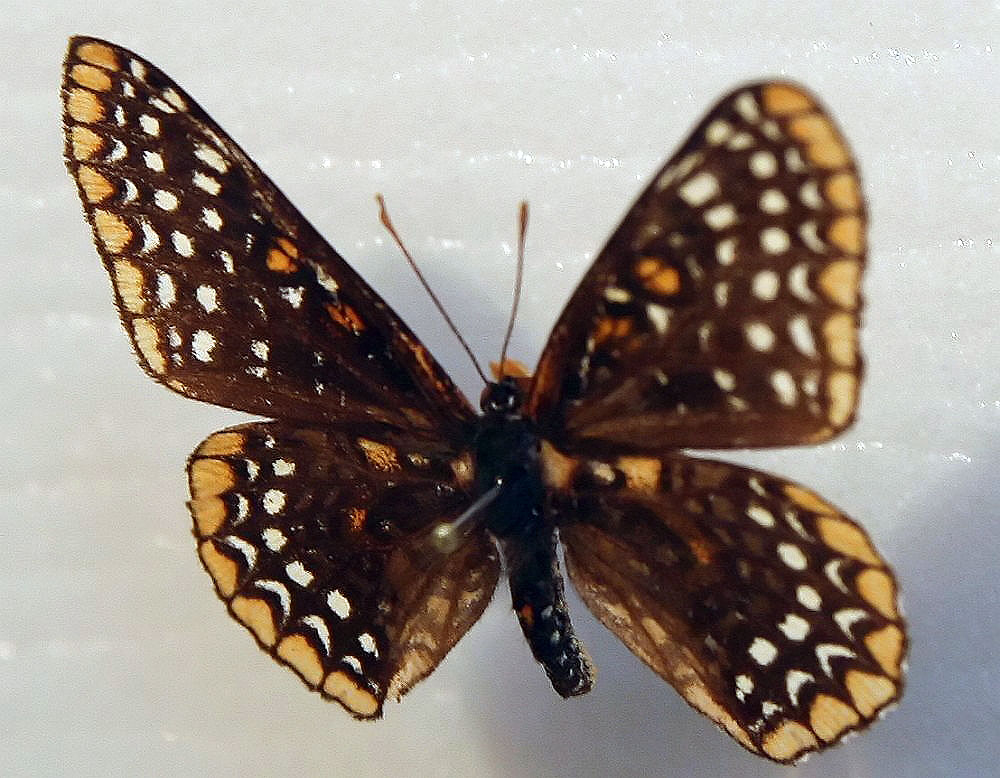 Baltimore Checkerspot