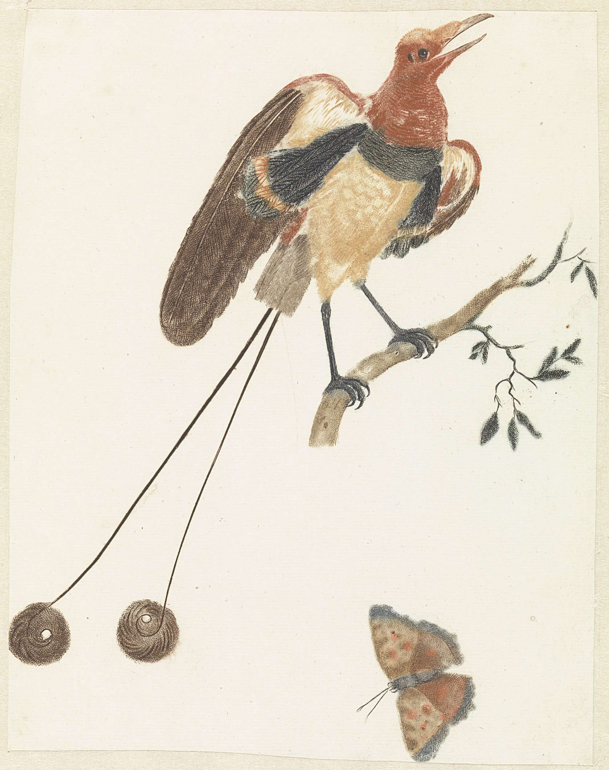 Glanville Fritillary