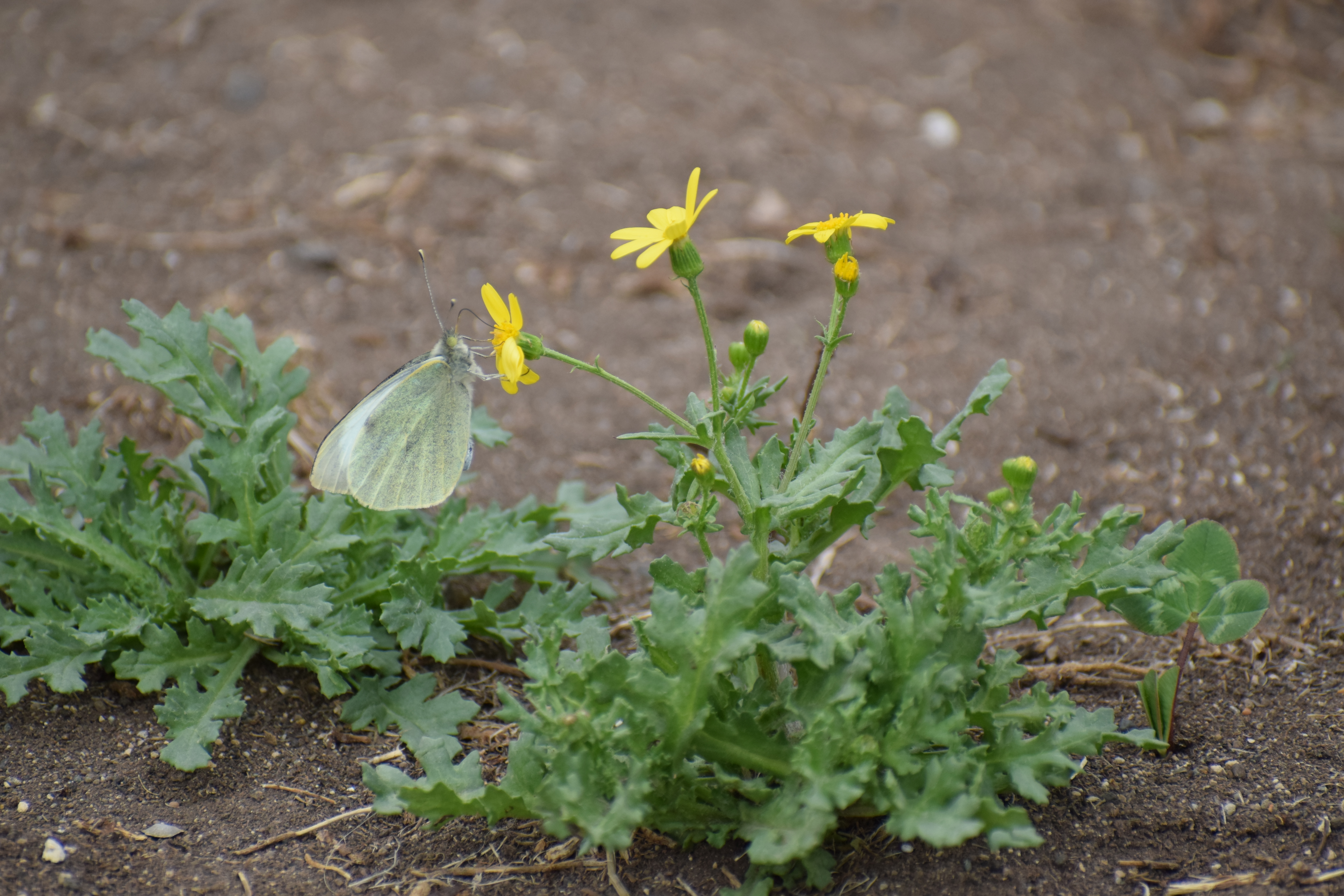 Green-veined White