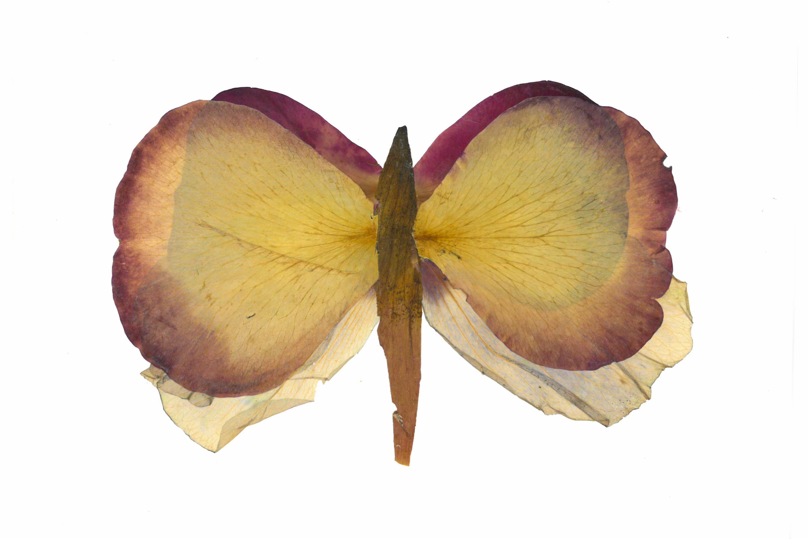 Petalographic Butterfly Artwork
