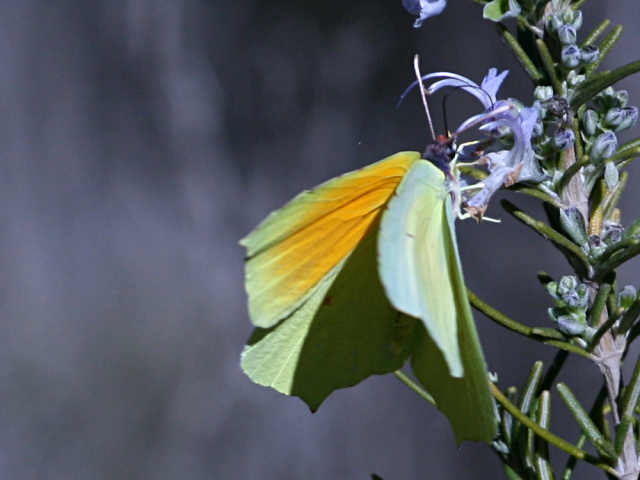 Gonepteryx cleopatra