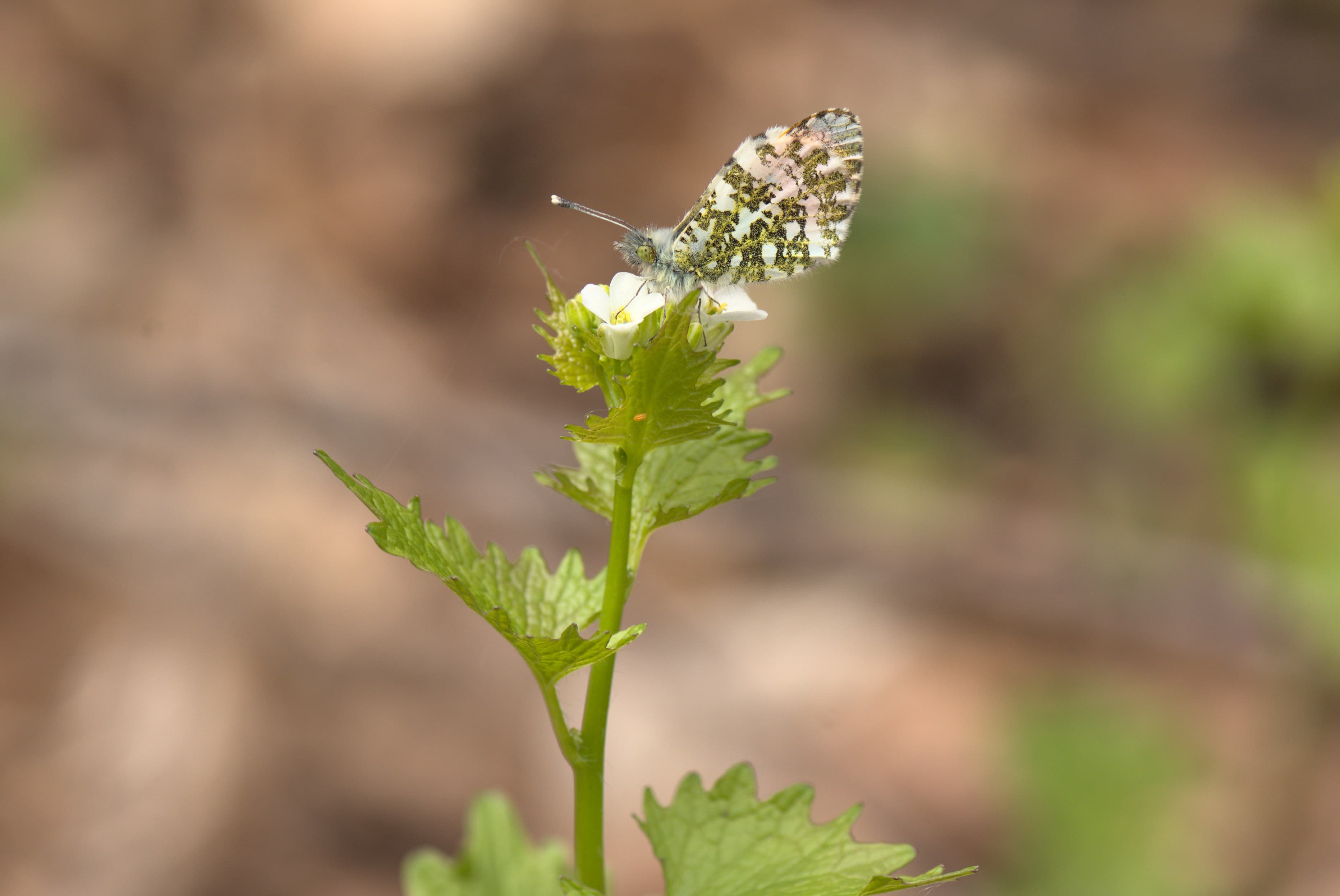 Anthocharis cardamines
