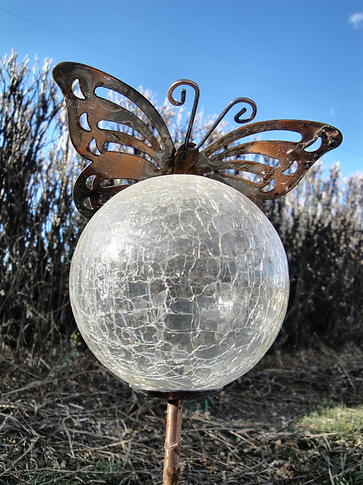 N/A (This is a metal butterfly sculpture, not a living specimen)