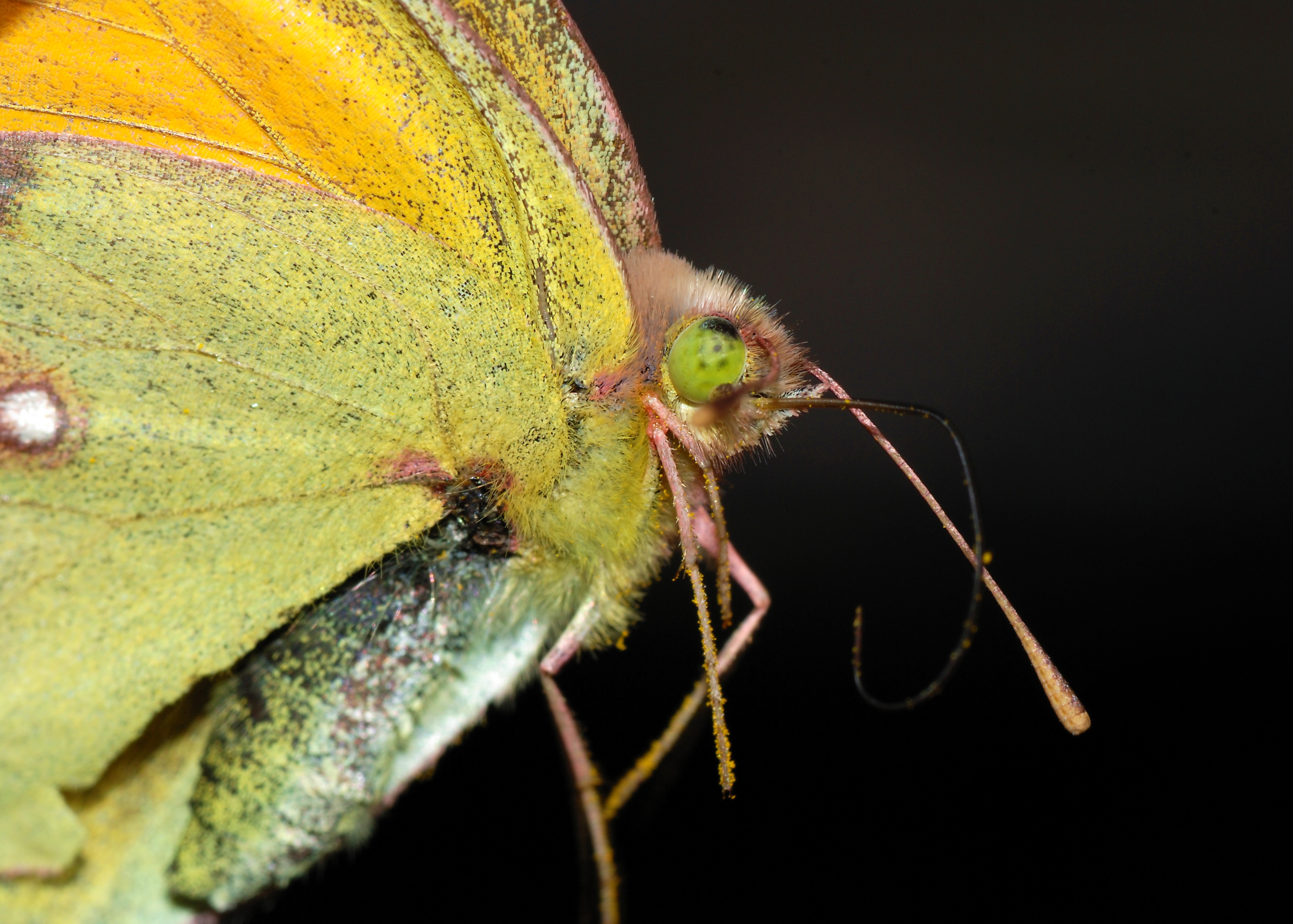 Colias croceus