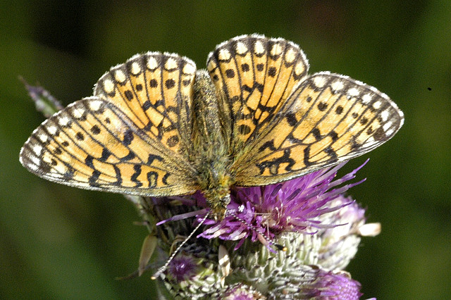 Boloria selene