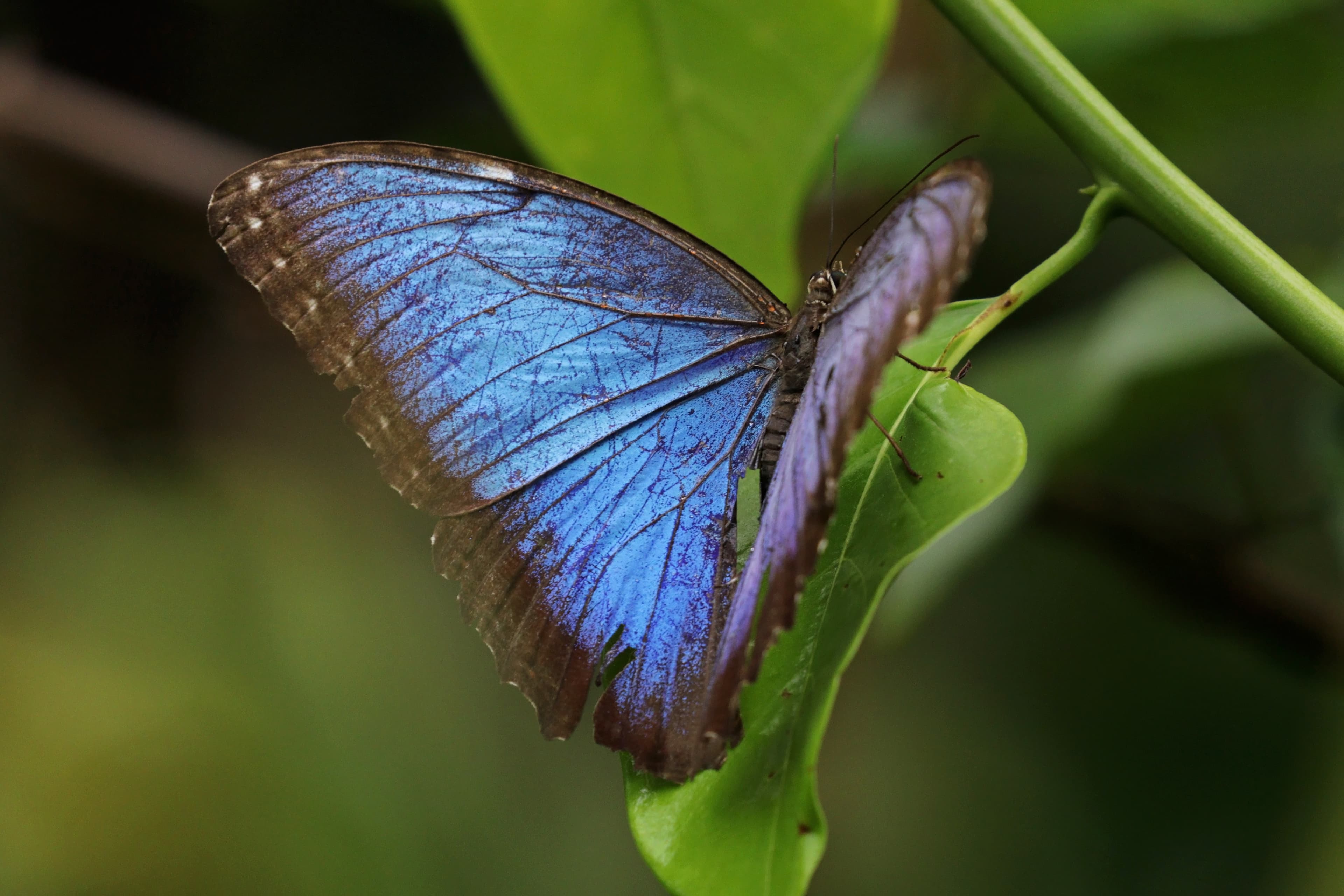Morpho helenor